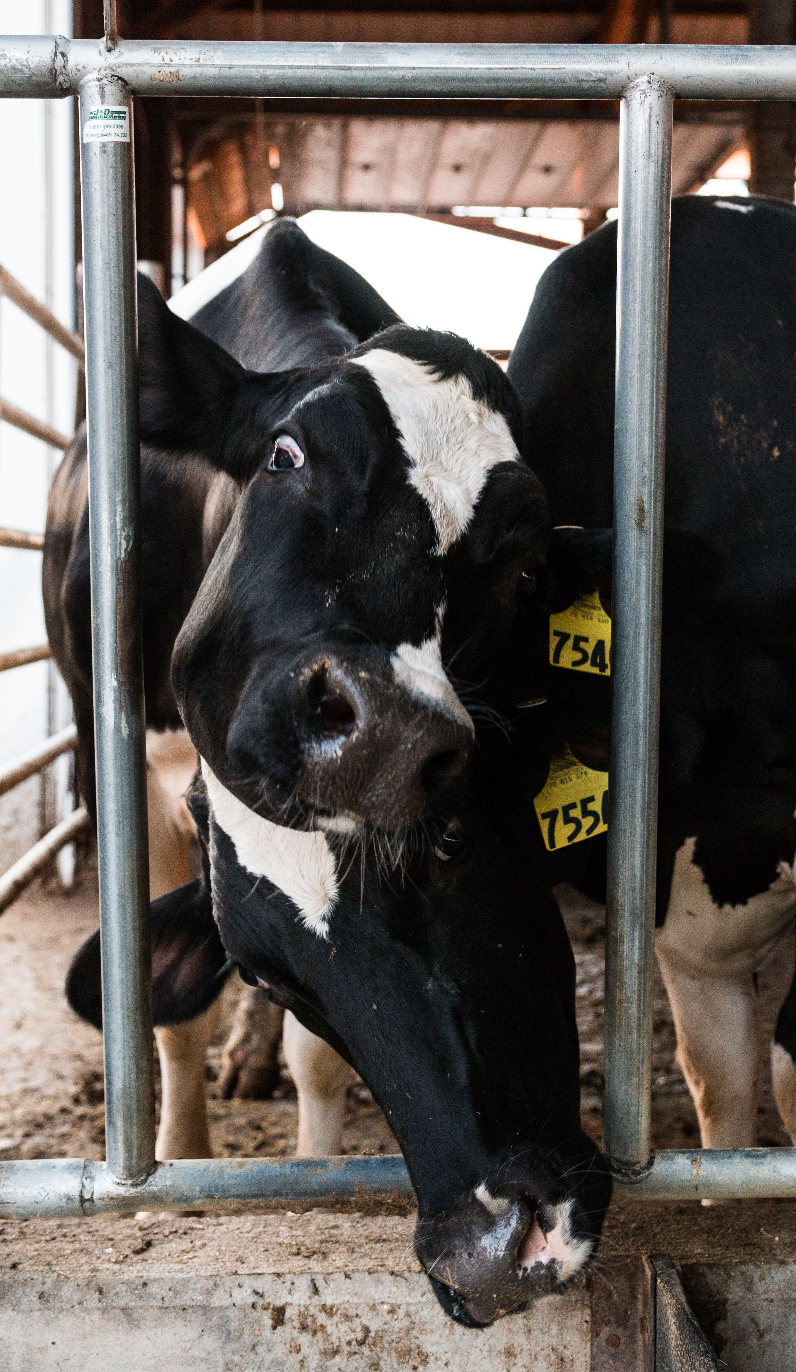 Happy Cows Make More Nutritious Milk | Dairy Science