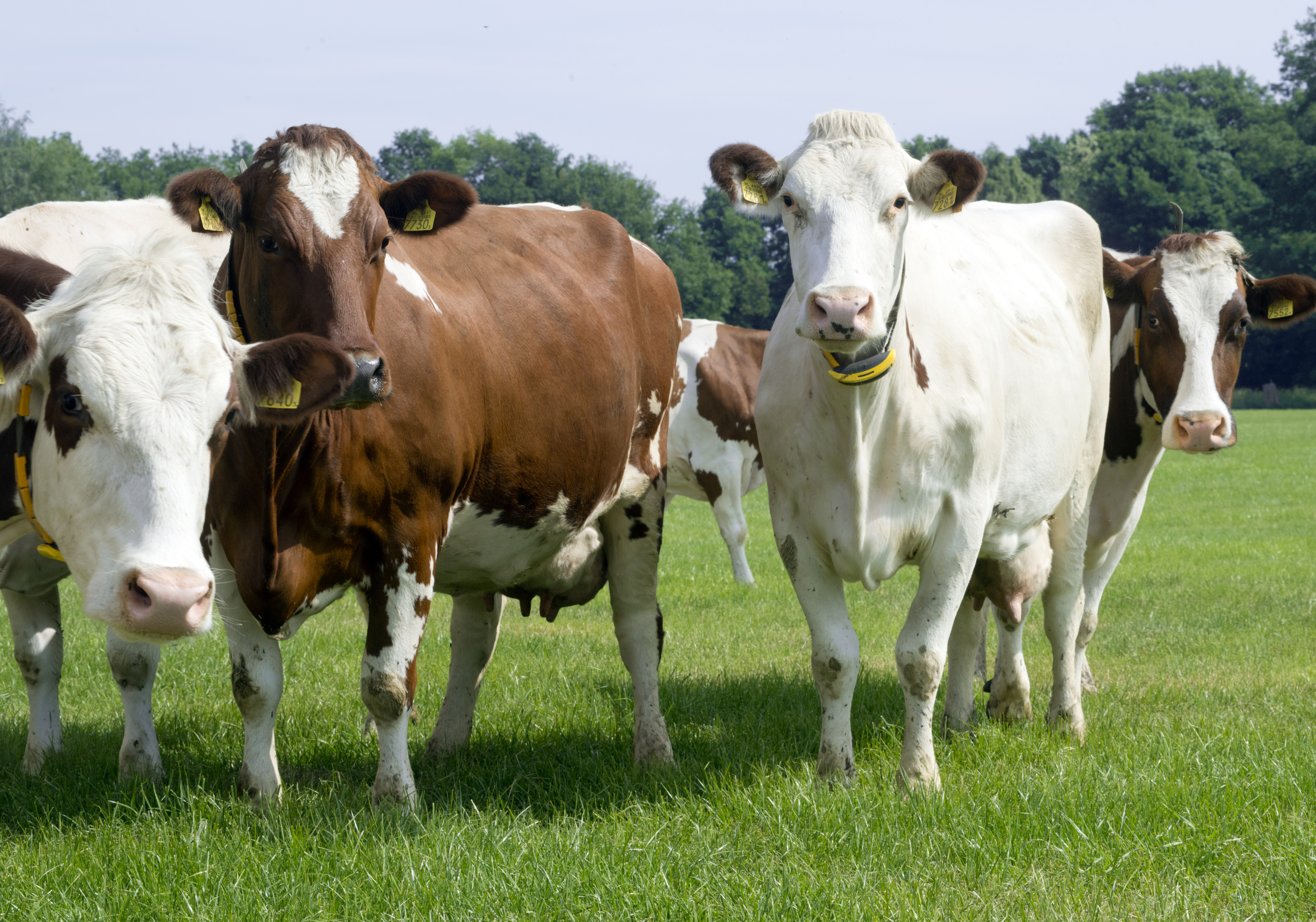 Sensors as a “litmus test” that measures cow health