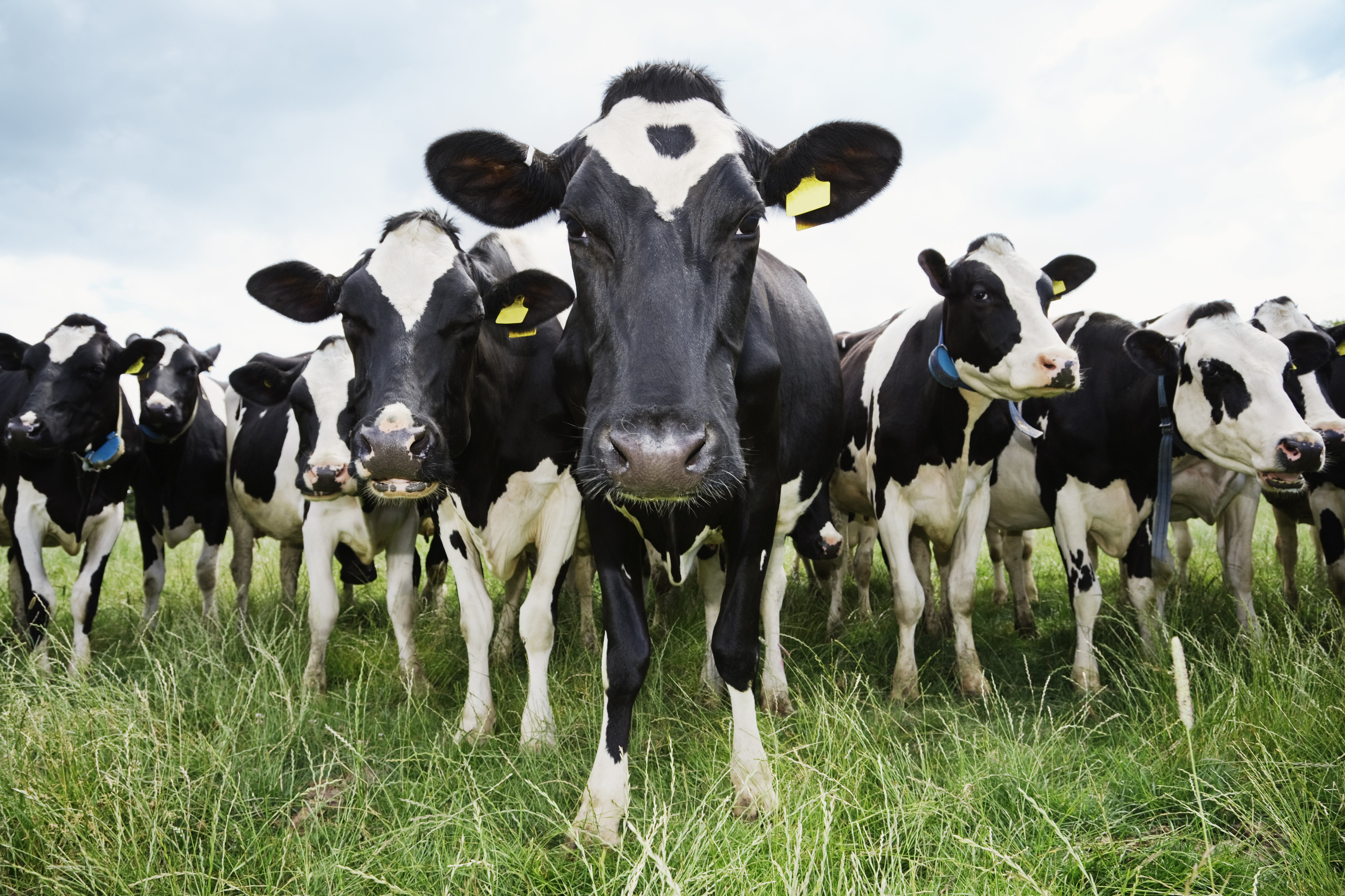 HIV Research: How Cows Are Helping | Time