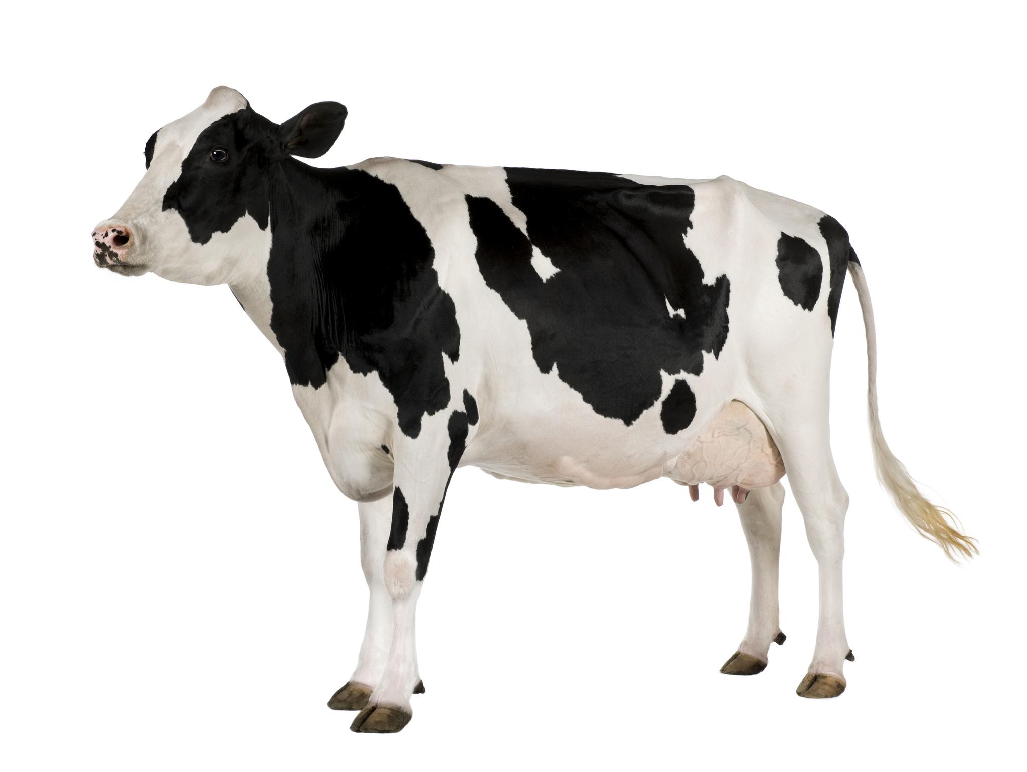 Cow White Background Images | All White Background