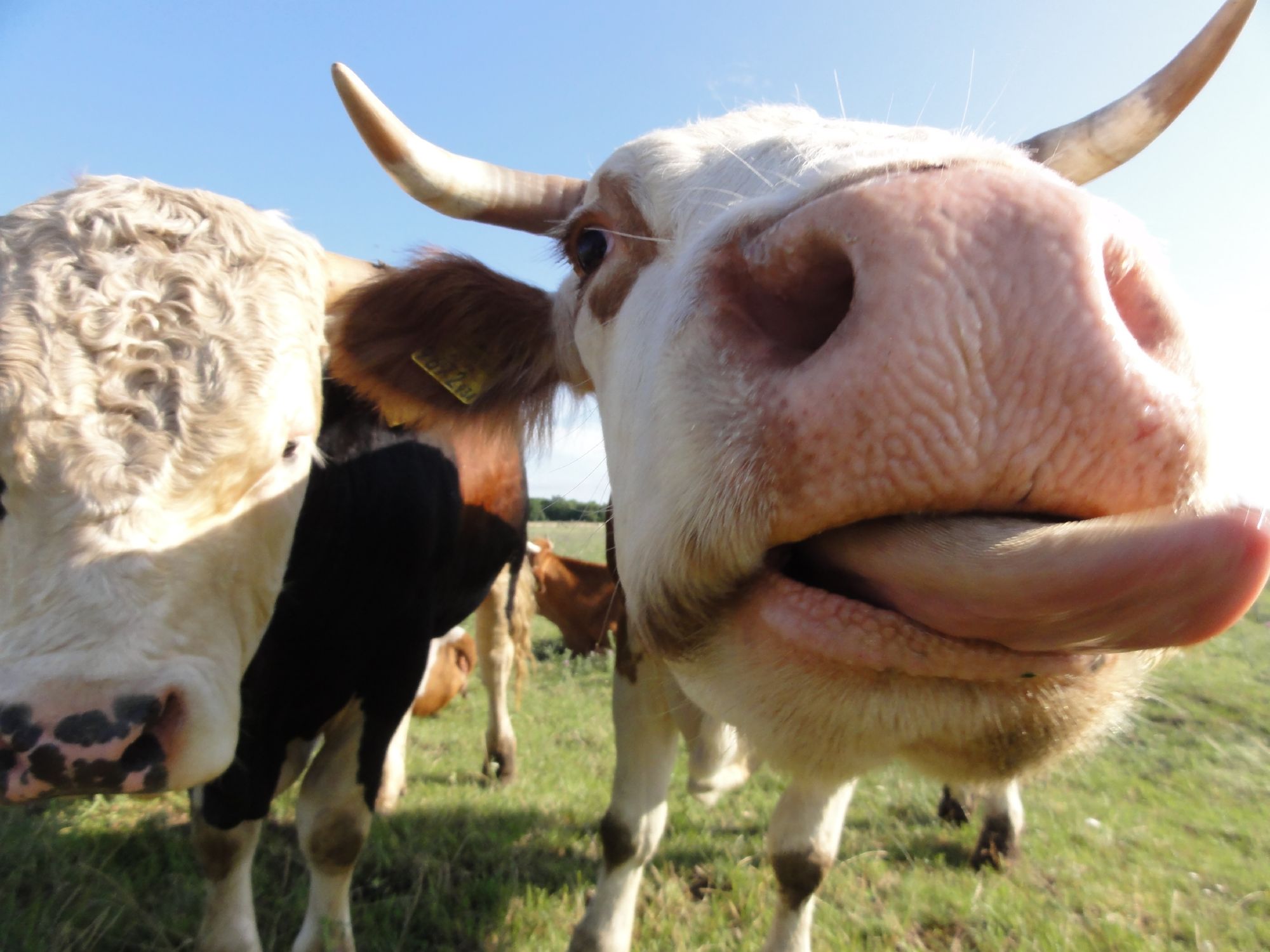 10 amazing facts about cows