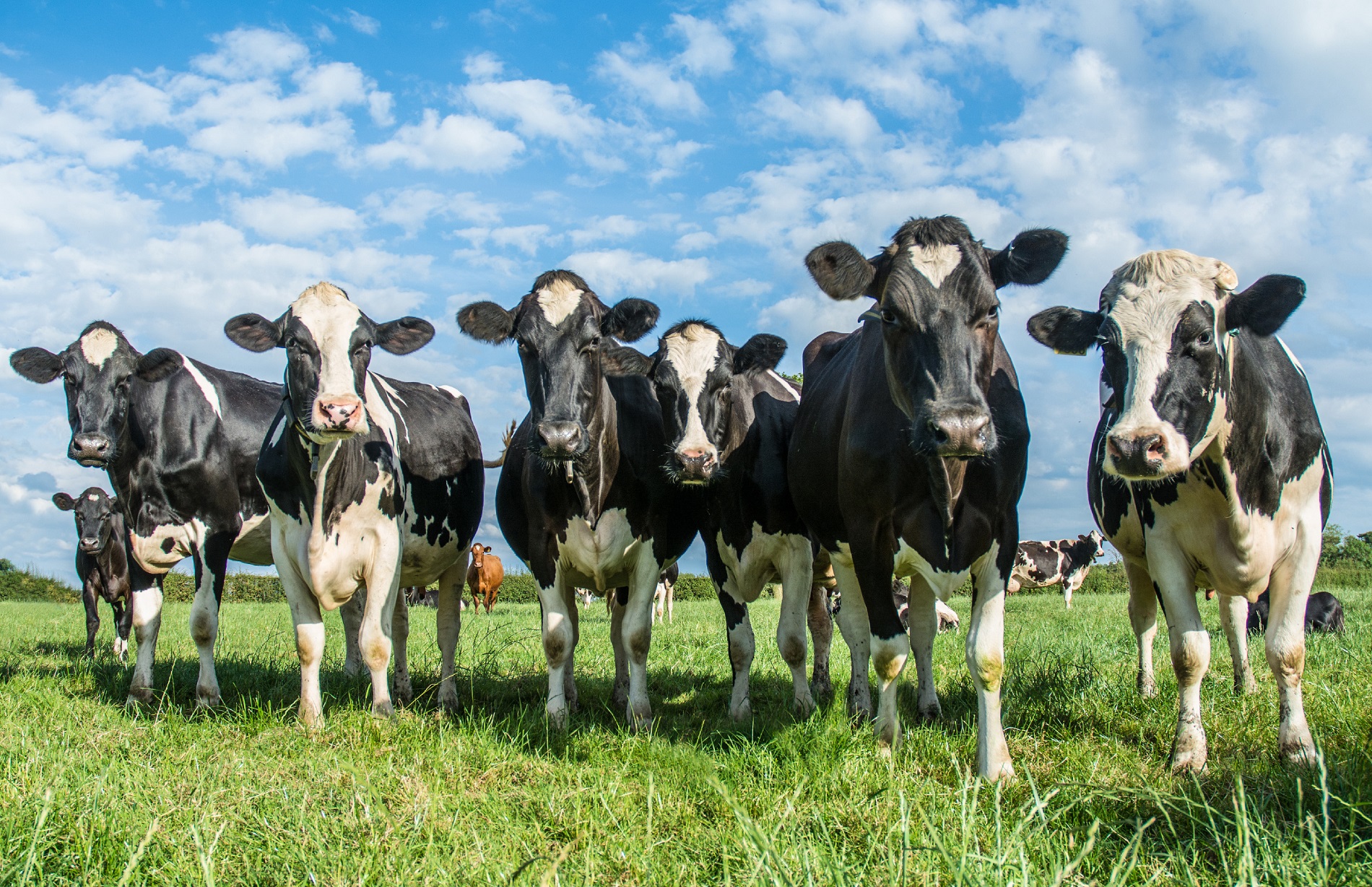 Do cows really lie down when it's about to rain? - Met Office