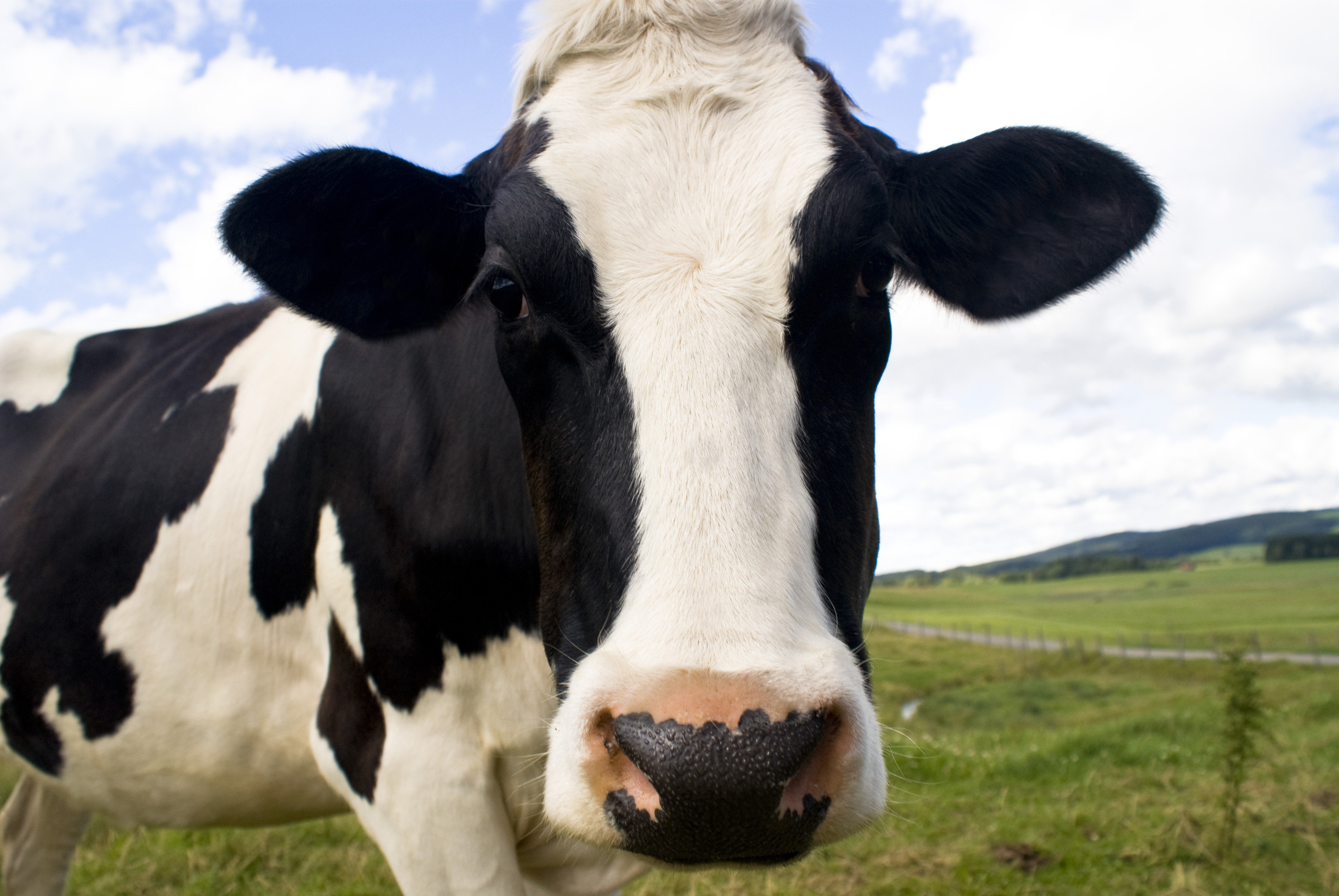 The Great Cow Incident. – TALESetc.