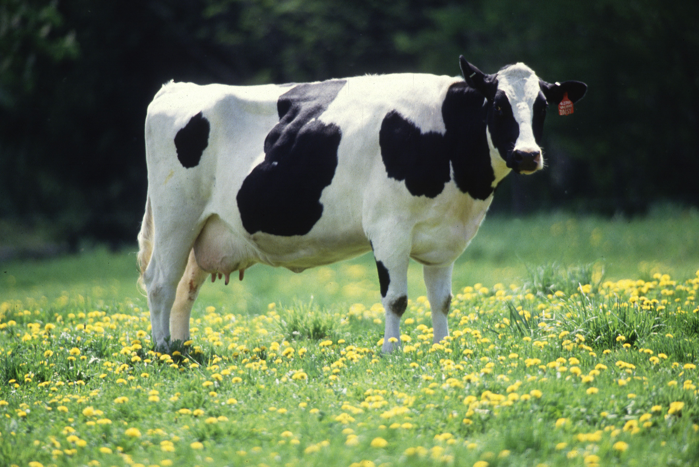 File:Cow female black white.jpg - Wikimedia Commons