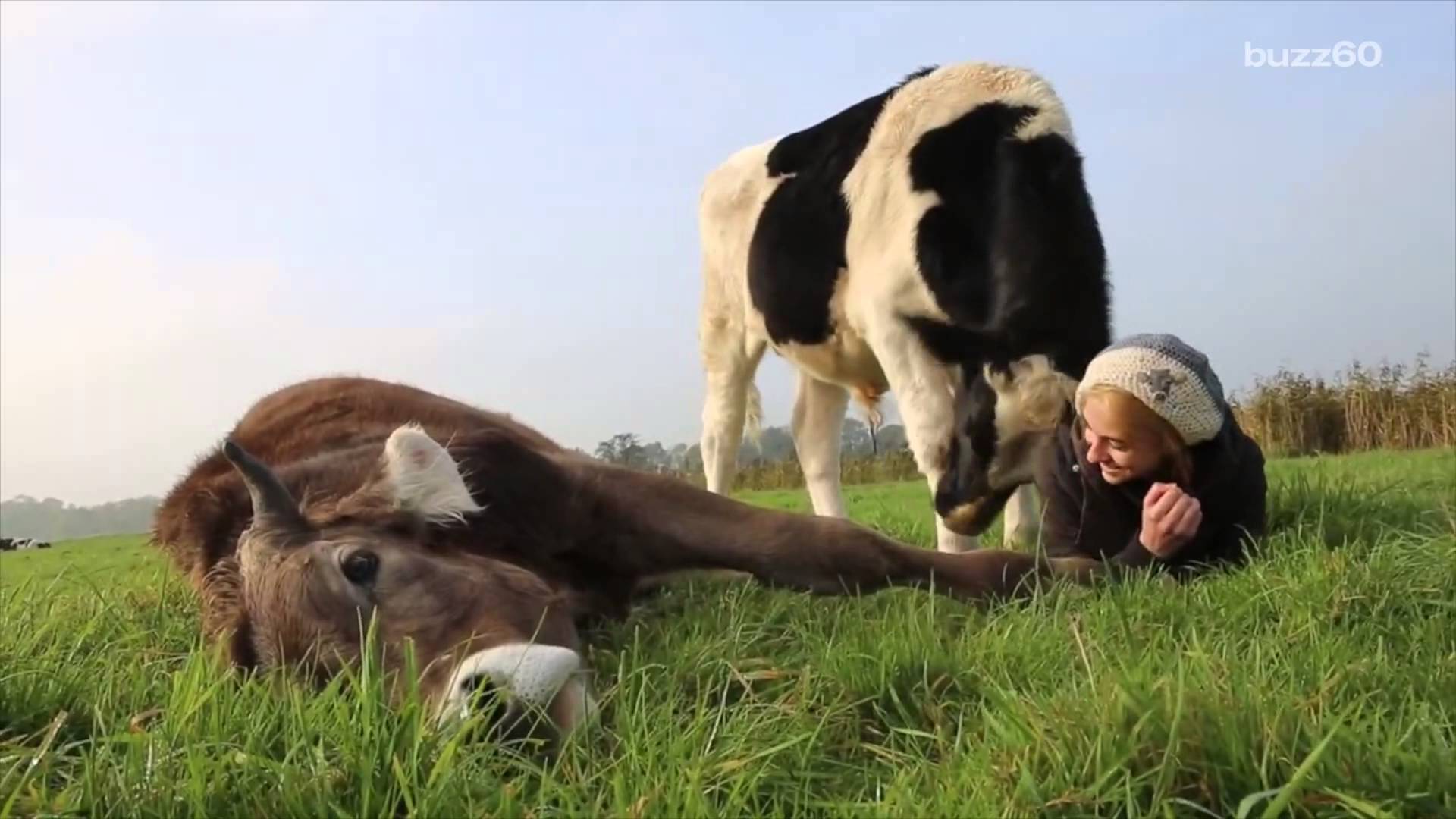 Playful cow asks for hugs from humans - YouTube