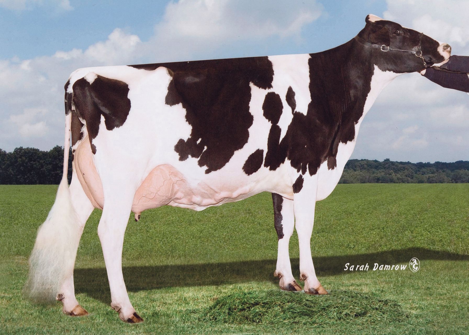 Dairy Cow Breeds - Midwest Dairy