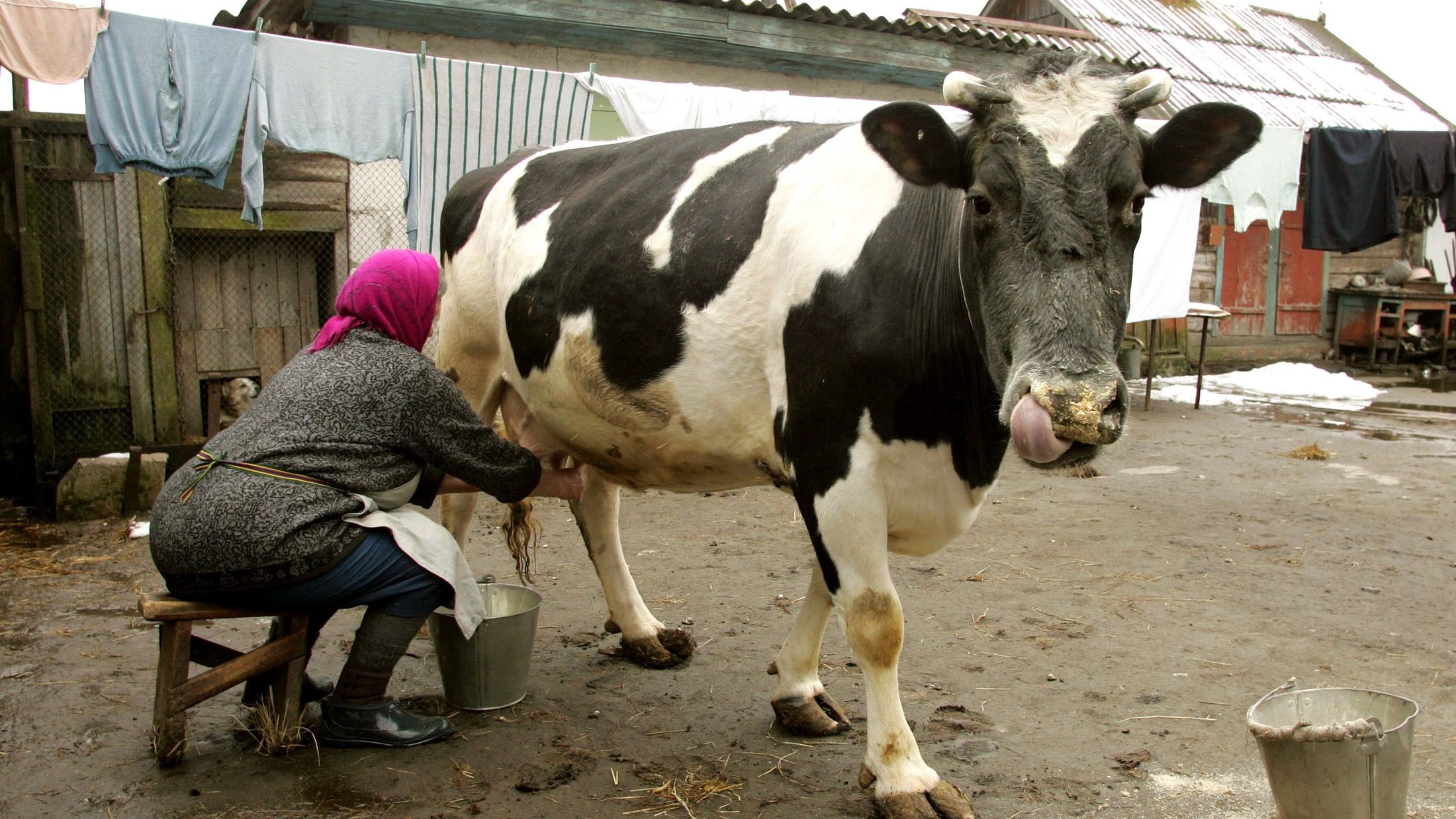 A new device allows cows to text message their farmers when they're ...