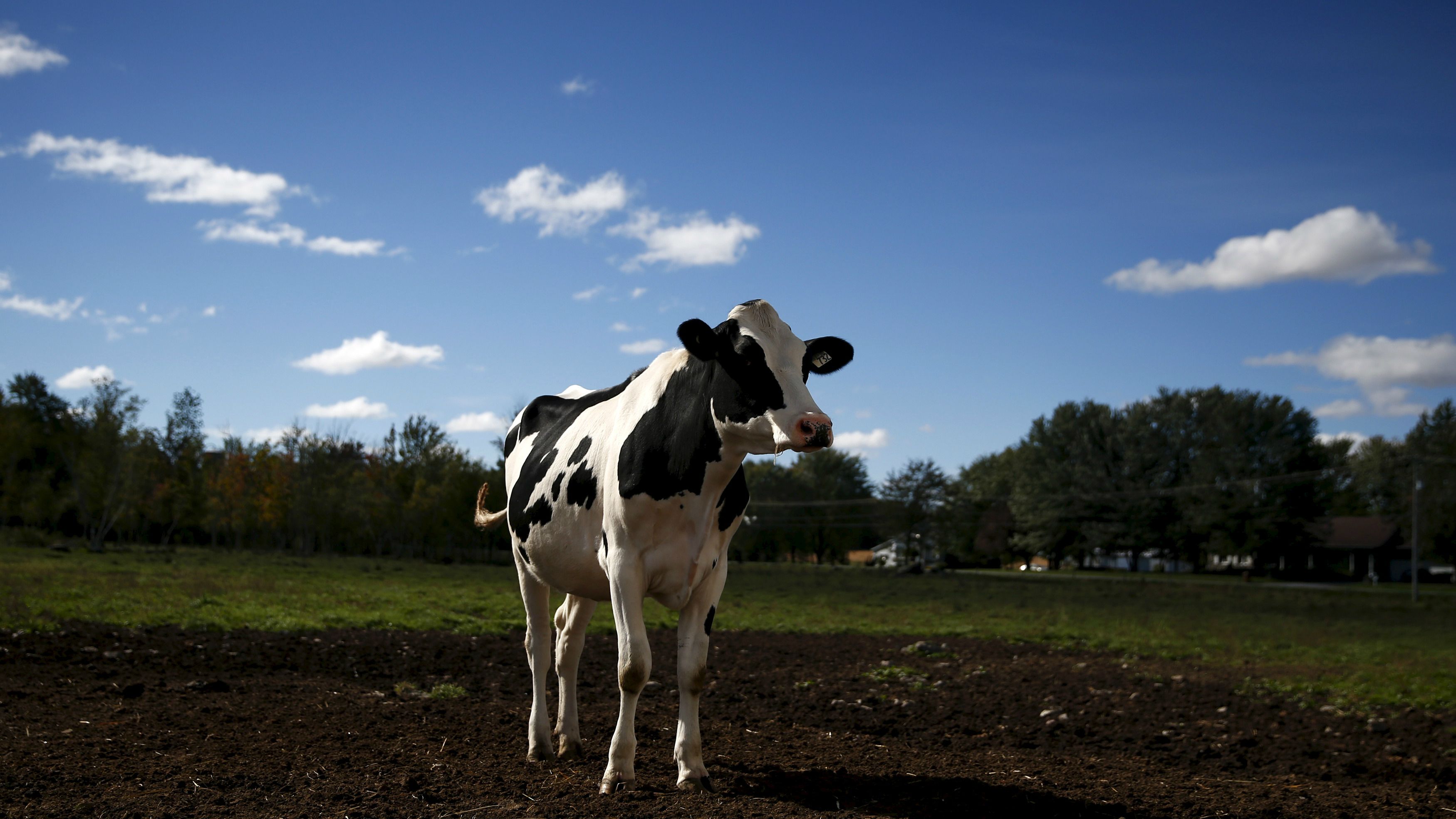Perfect Day is making convincing cow-free milk by genetically ...
