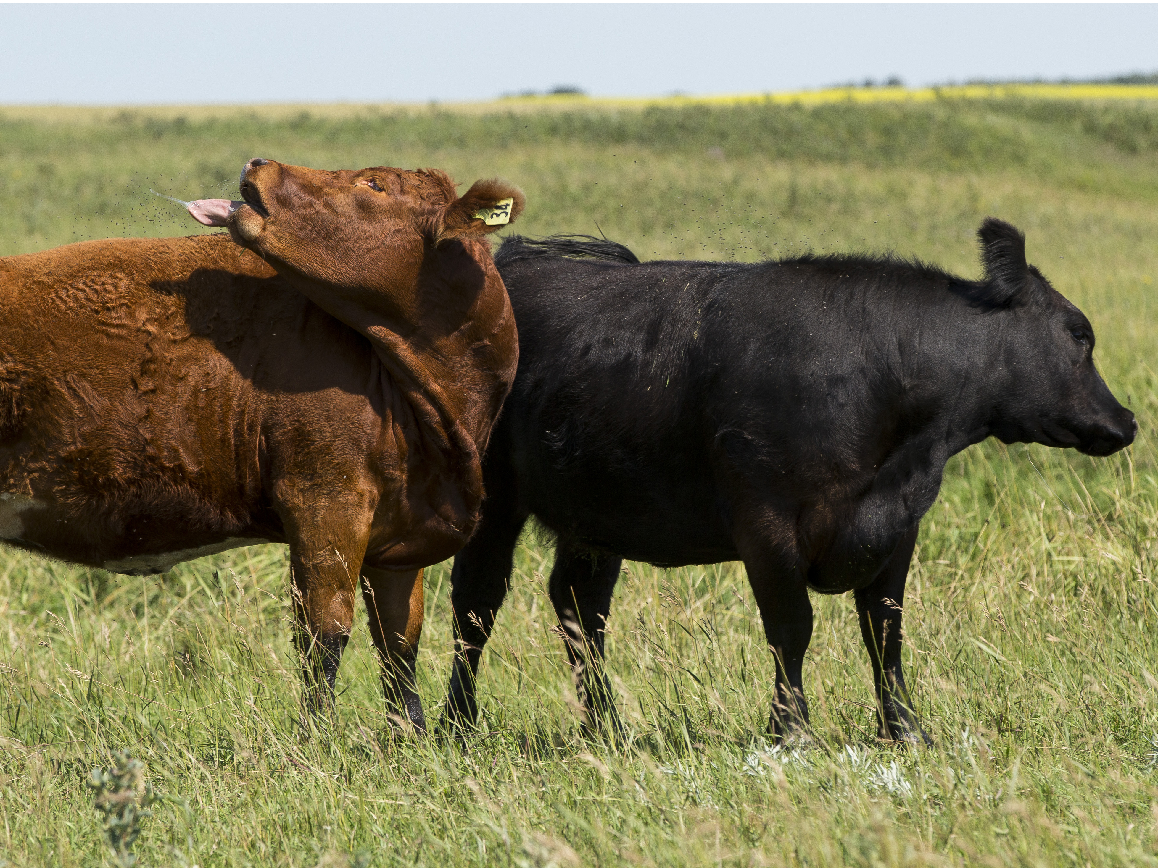 Canada's cow population to hit 27-year low, and it's (partially ...