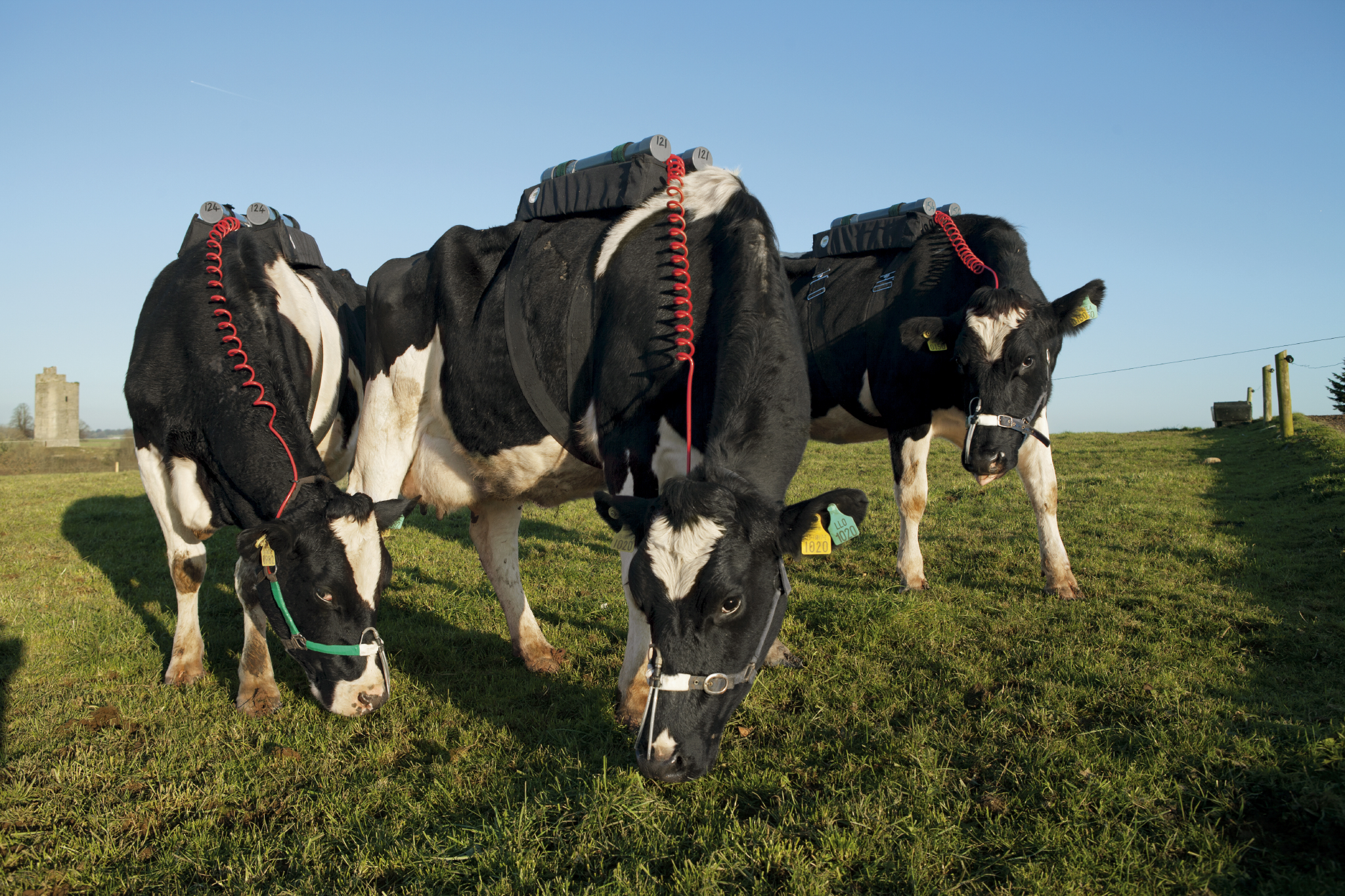 Burp by Burp, Fighting Emissions from Cows