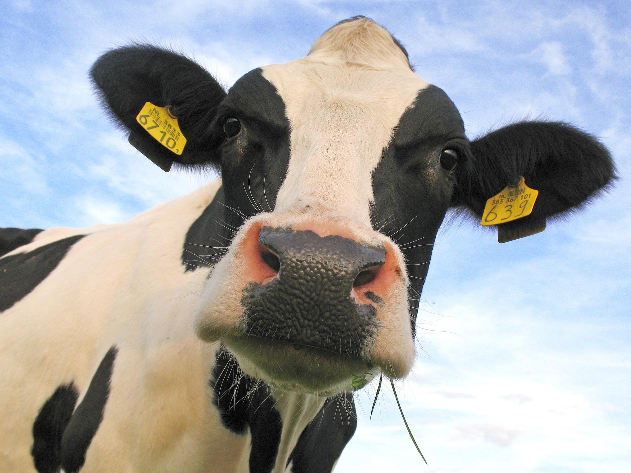 10 Reasons To Love Cows