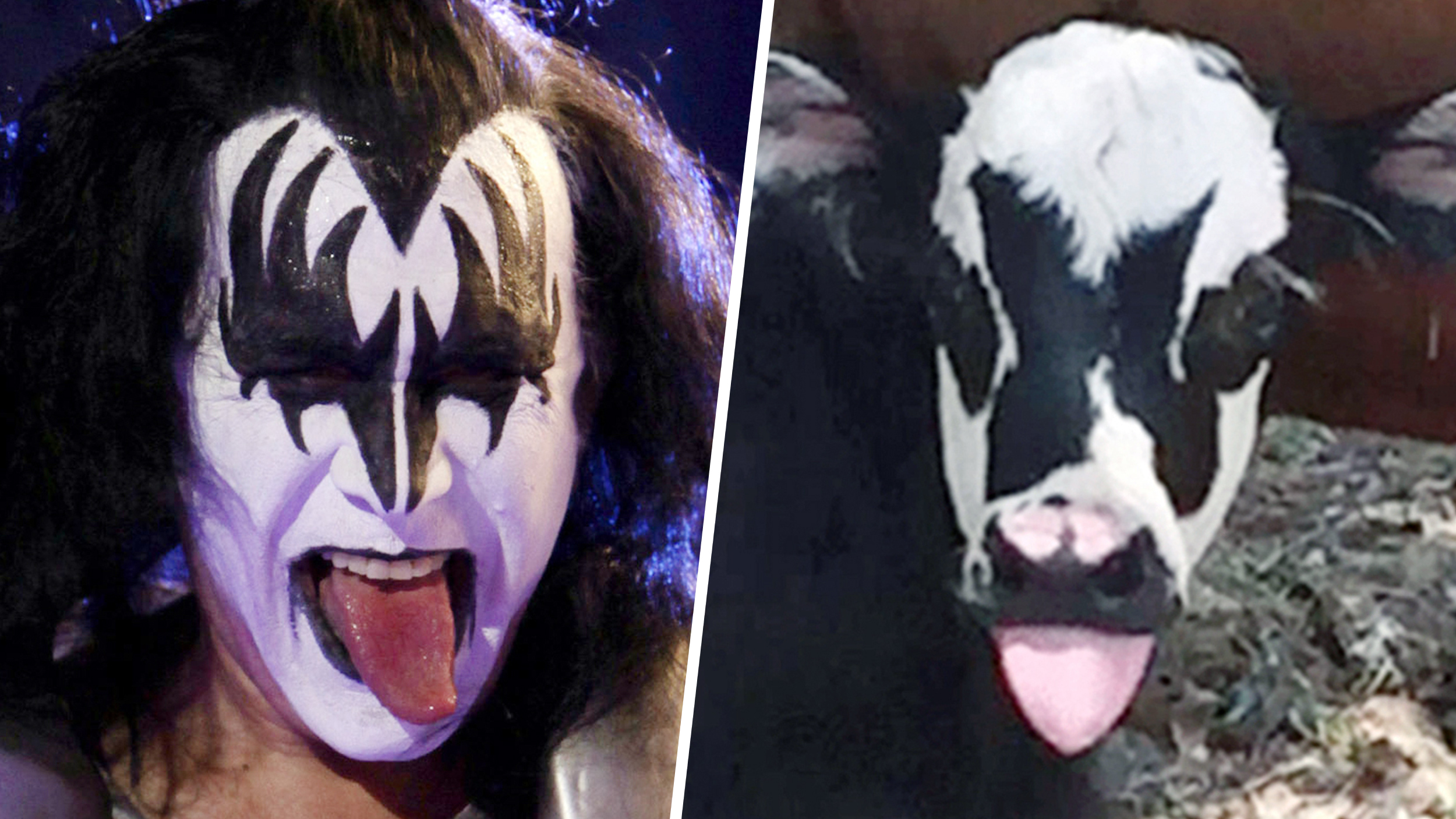 Holy cow! Baby calf born in Texas looks just like KISS rocker Gene ...