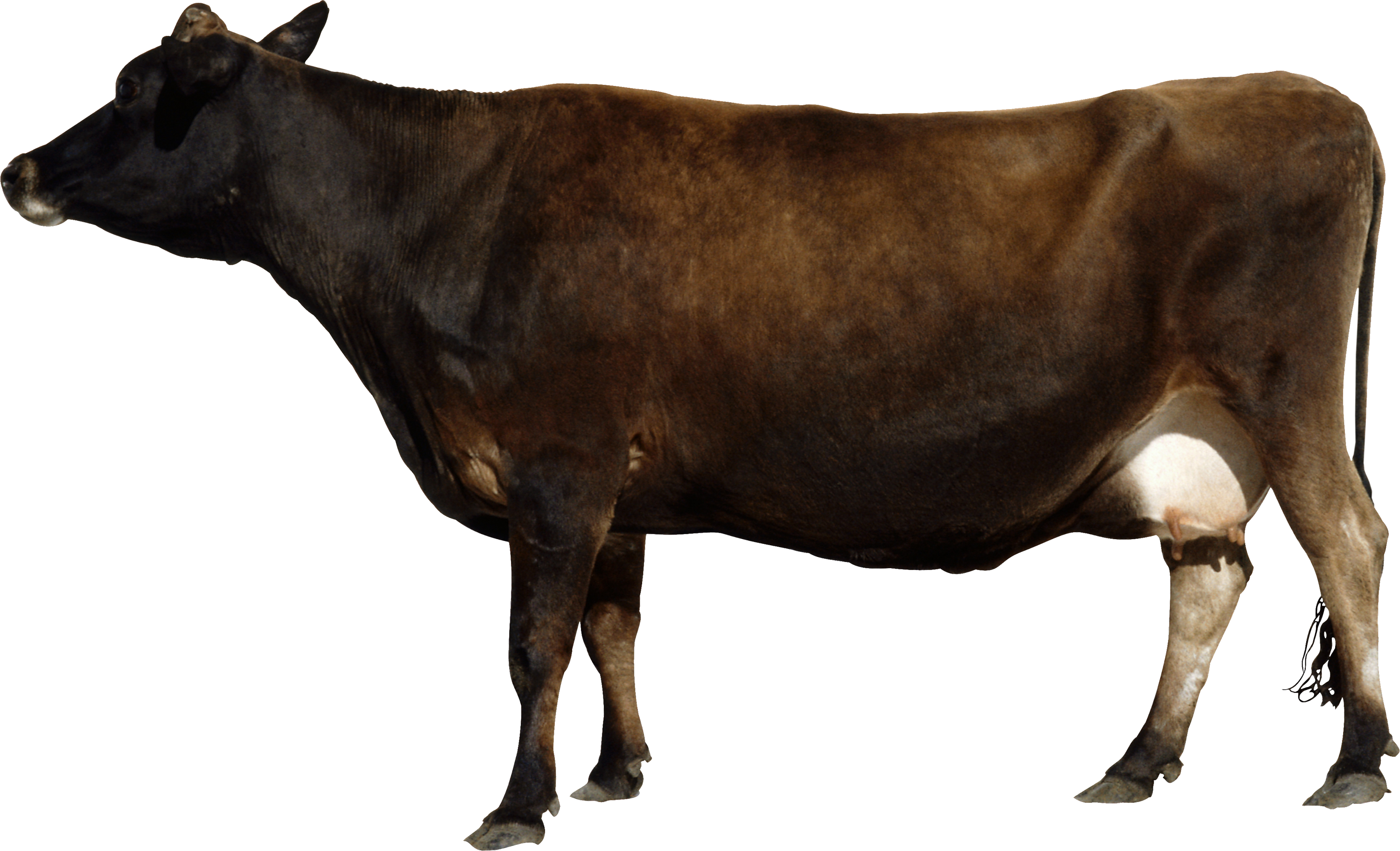Cow PNG image, free cows PNG picture download