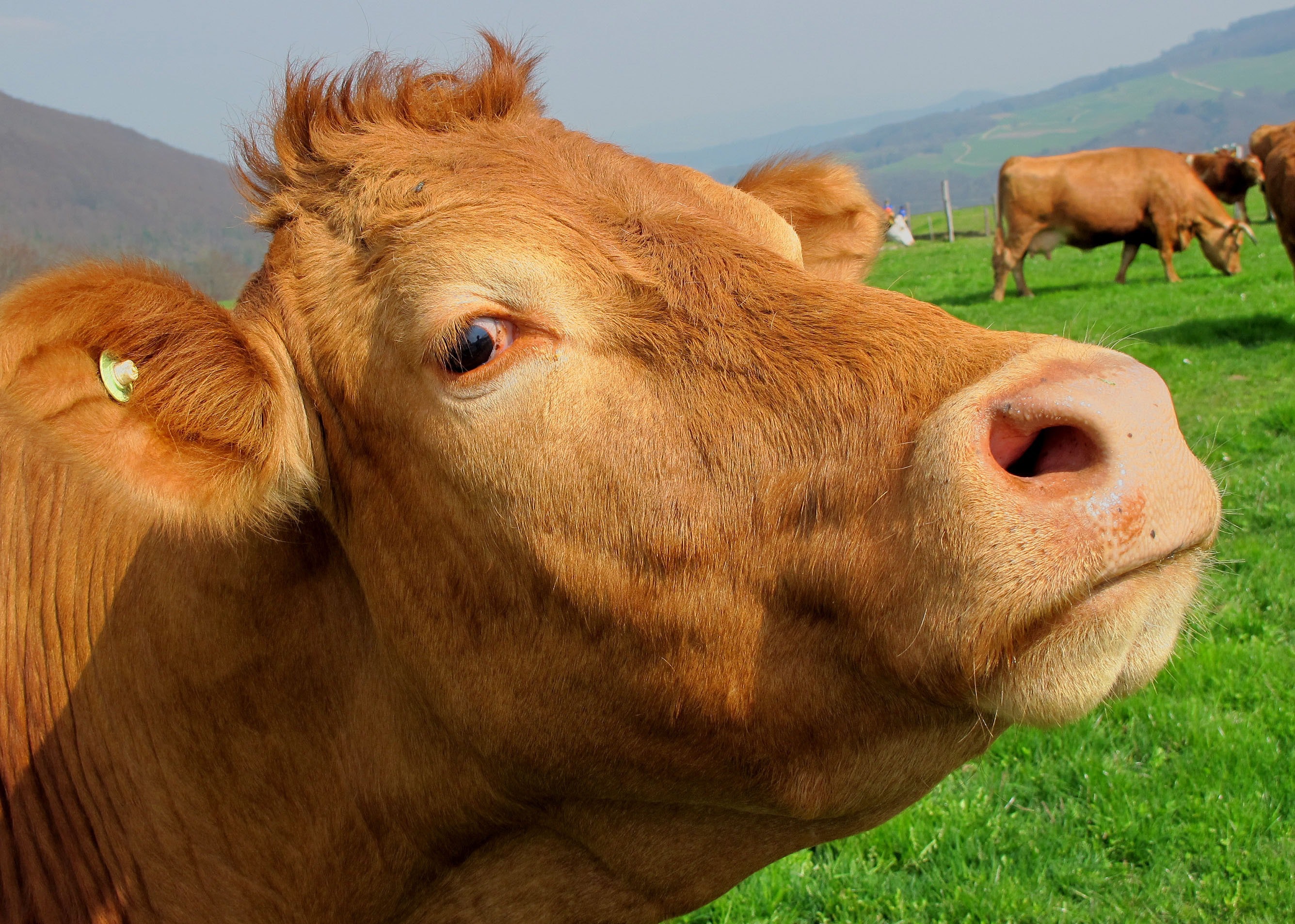 Cow Pictures · Pexels · Free Stock Photos