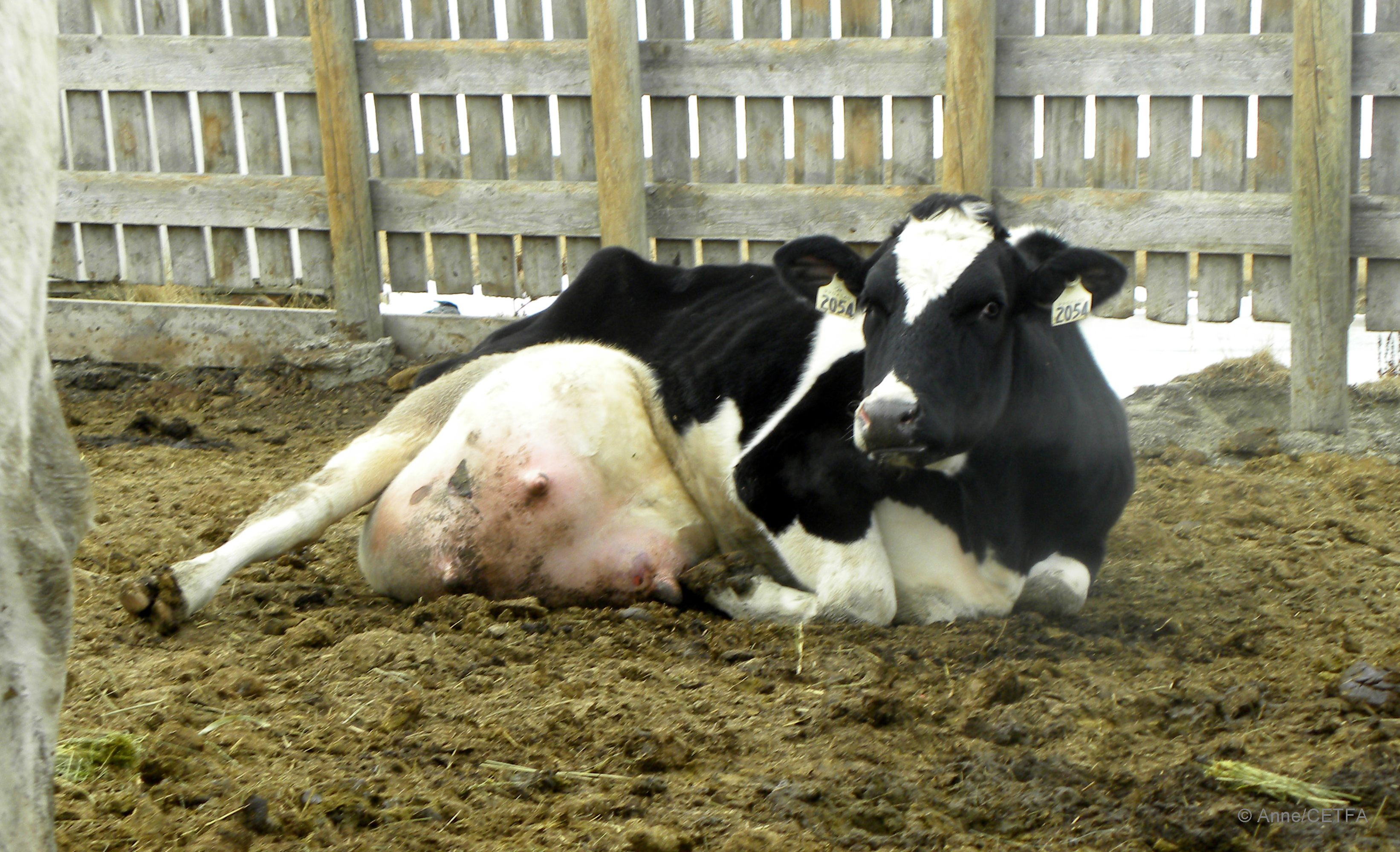 Claire, a downer cow destined for slaughter – Canadians For Ethical ...