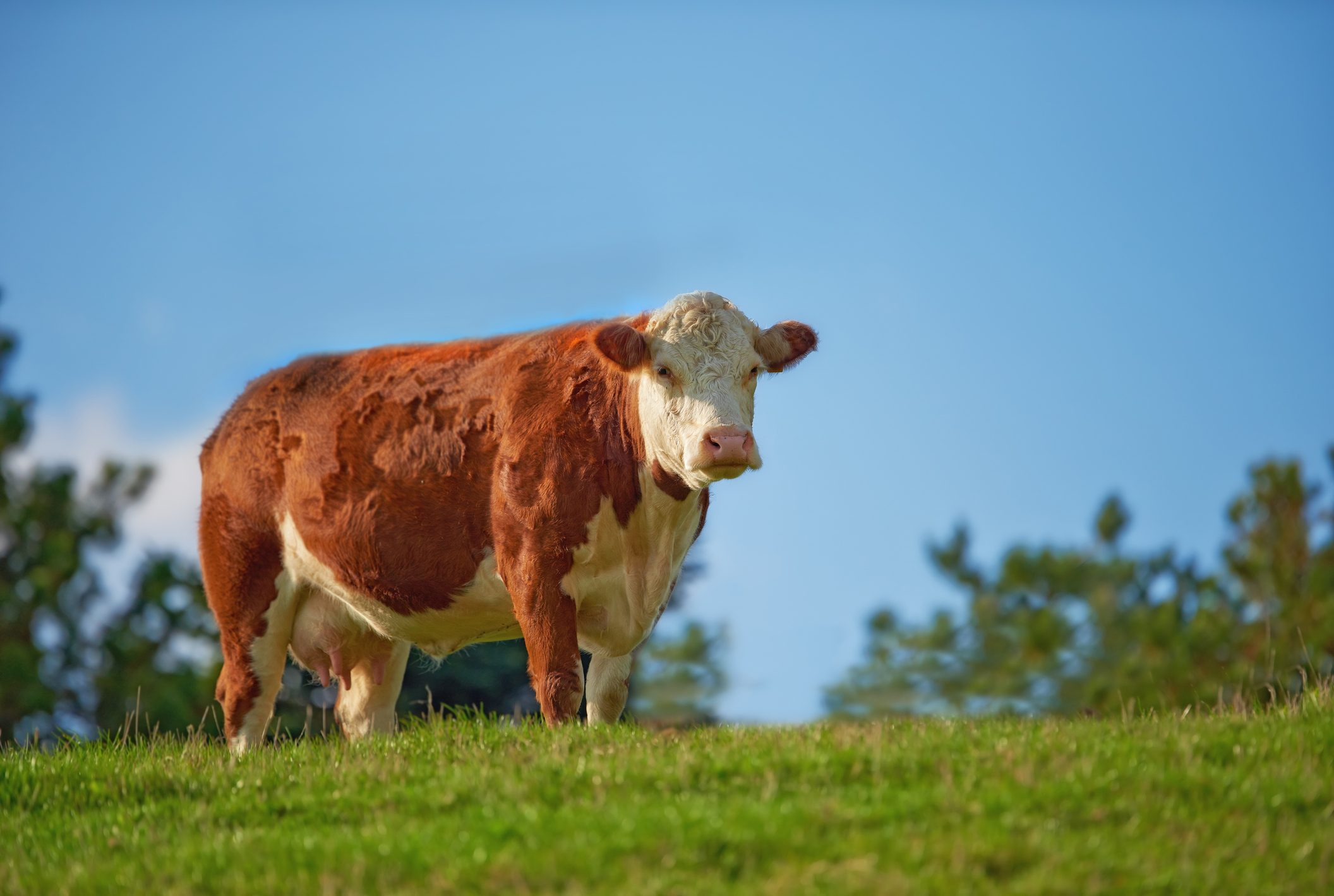 10 native British cattle breeds and how to recognise them ...