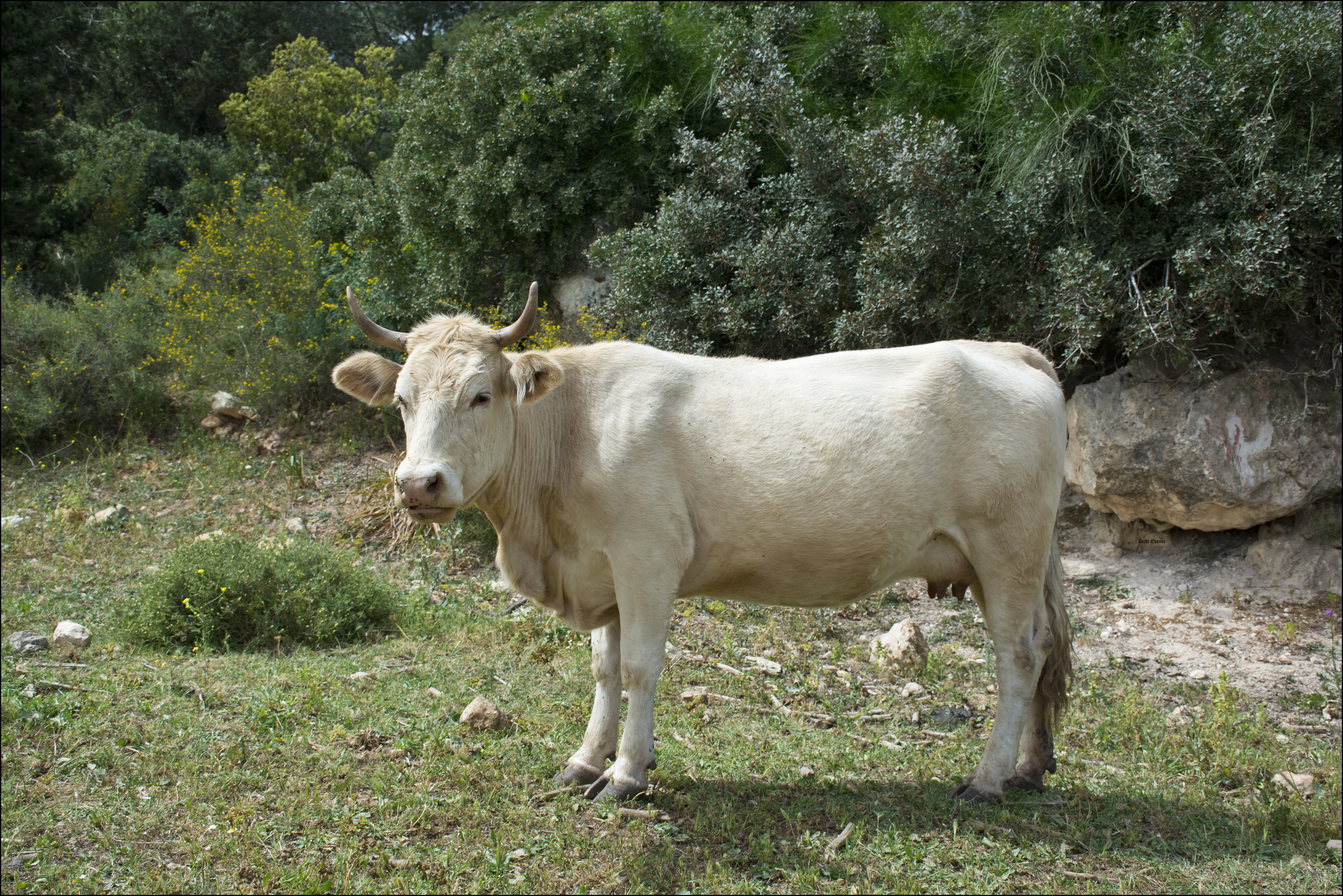 File:Cow-Wiki-IZE 15042.jpg - Wikimedia Commons