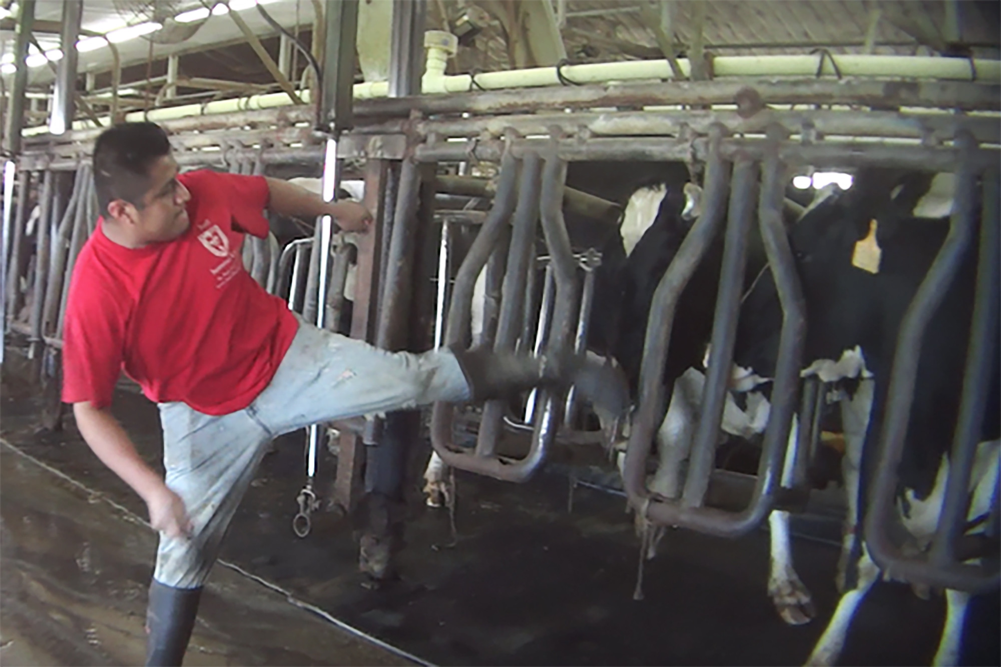 Undercover video shows shocking cow abuse