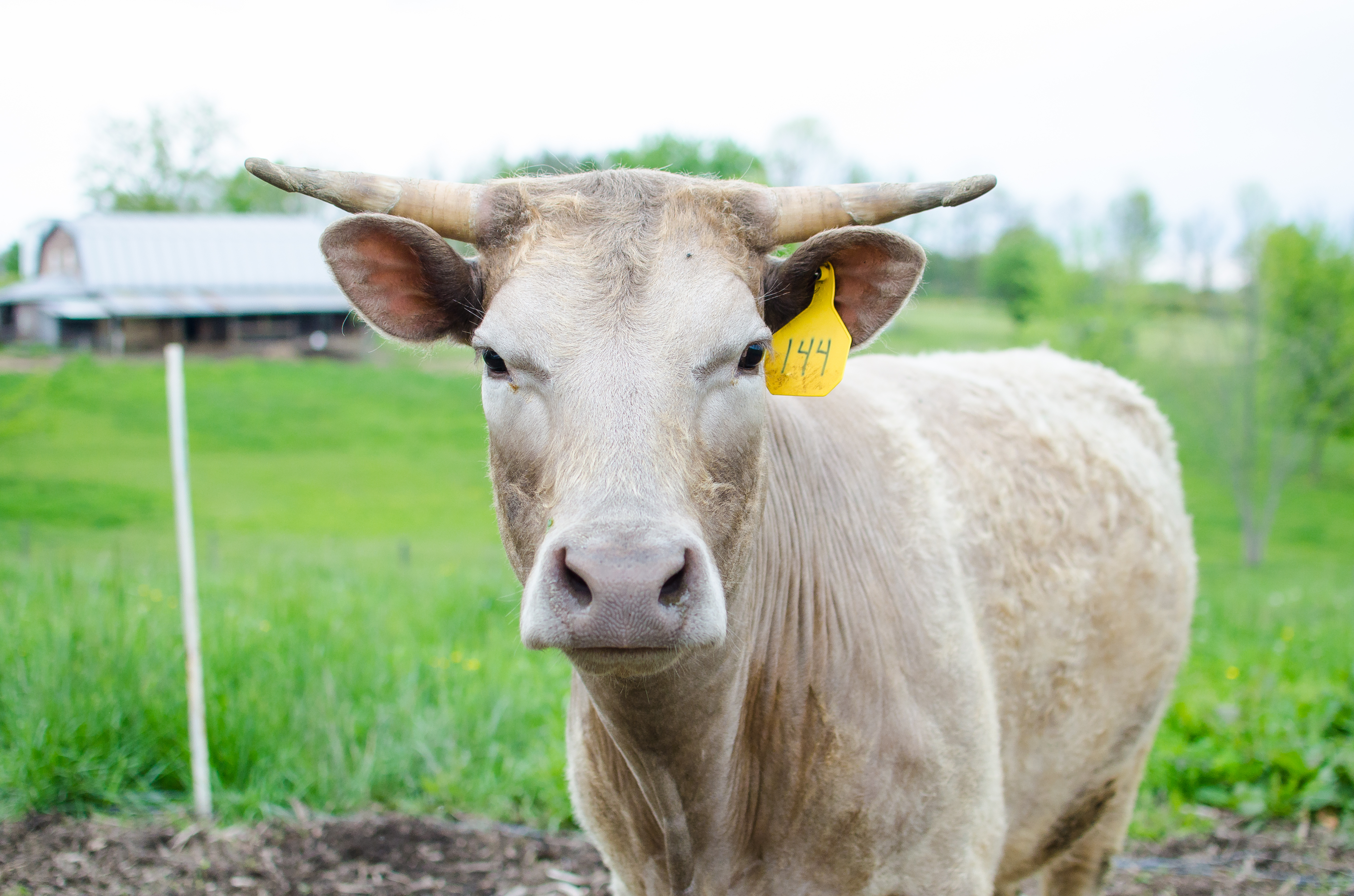 Family Milk Cow 101 - Homesteaders of America