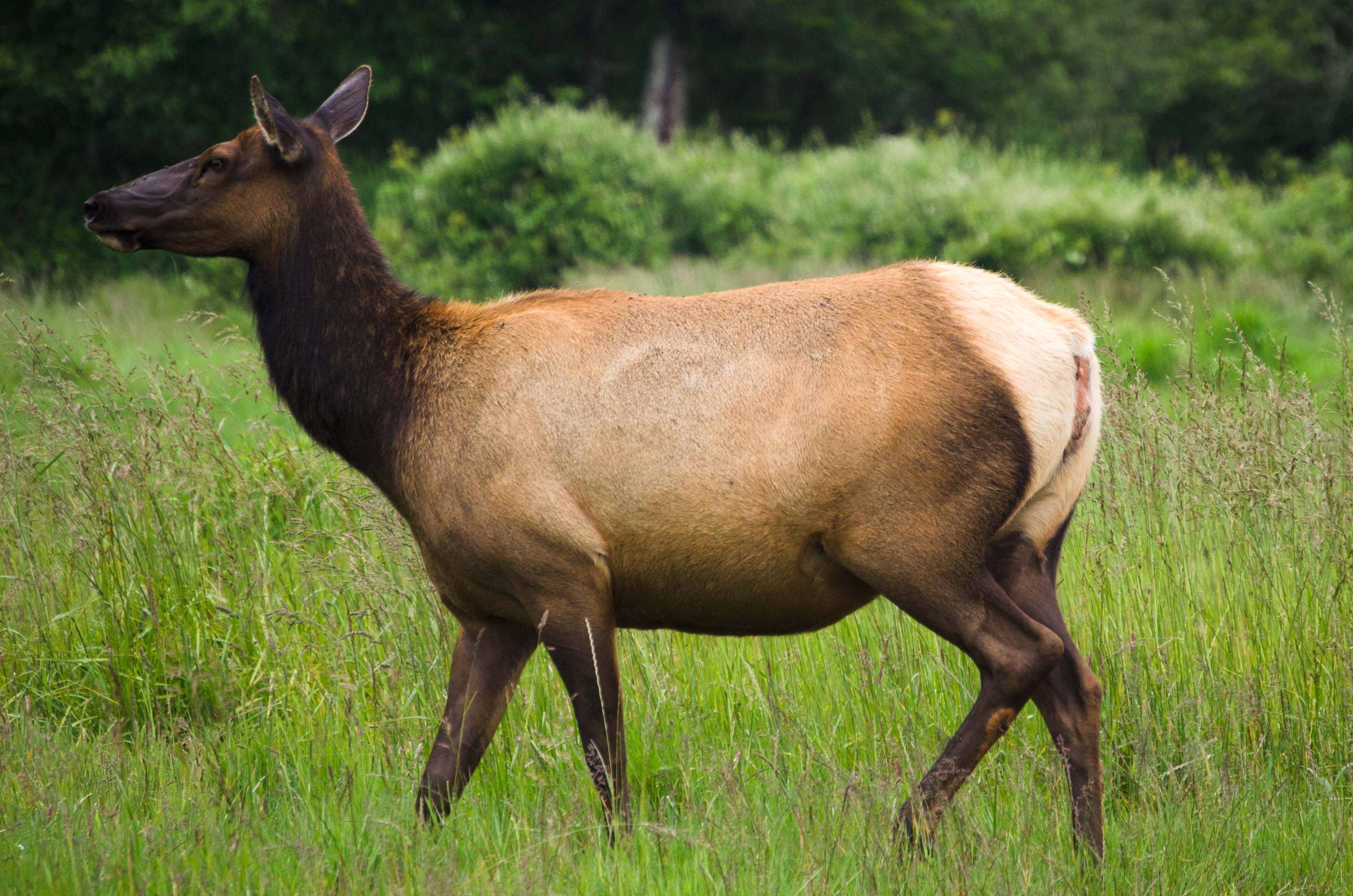 2018 Cow Elk Hunt / United States - BookYourHunt.com