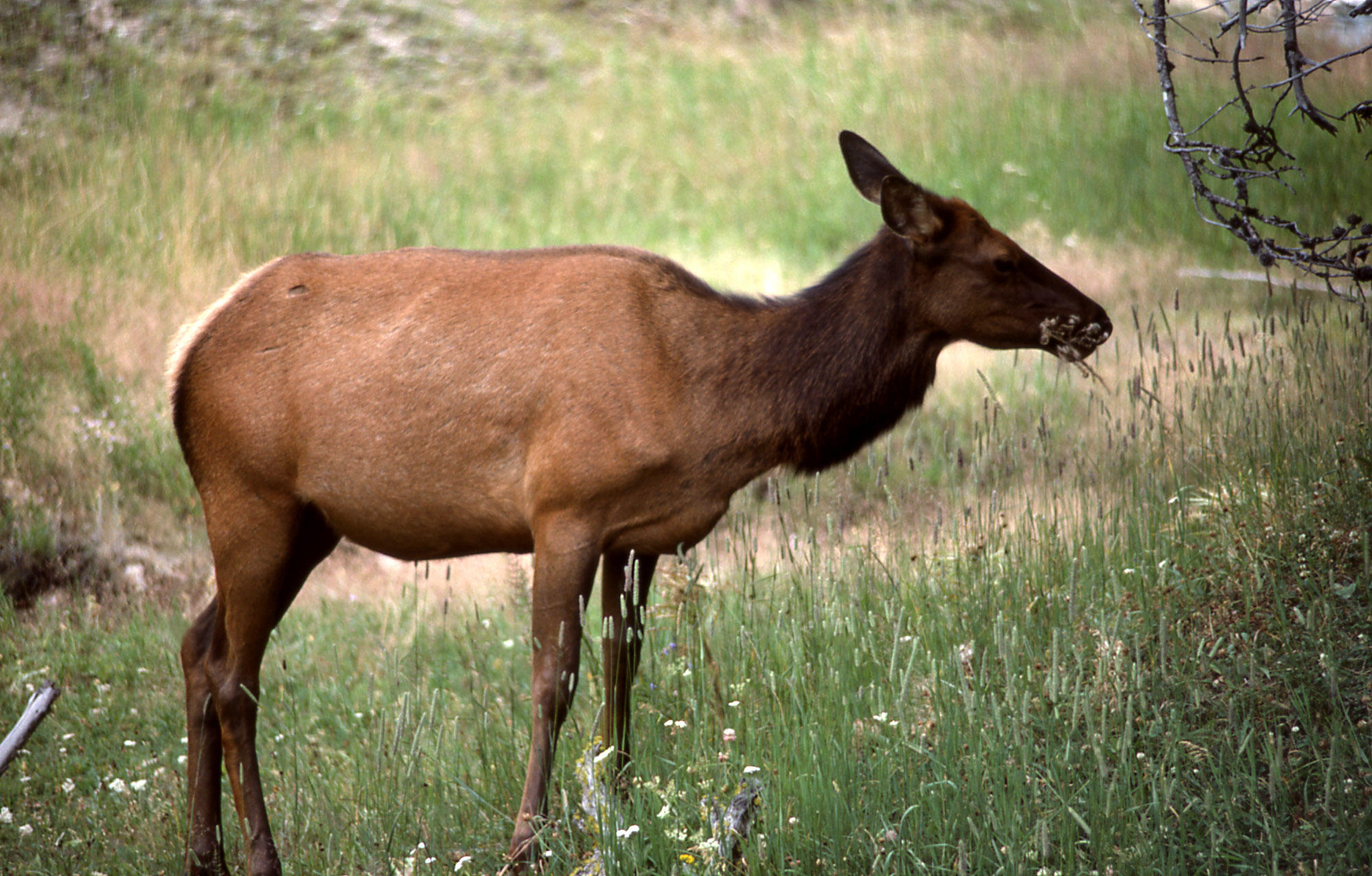 Poaching Of A Cow Elk And Calf Reported In Northern Arizona | KNAU ...