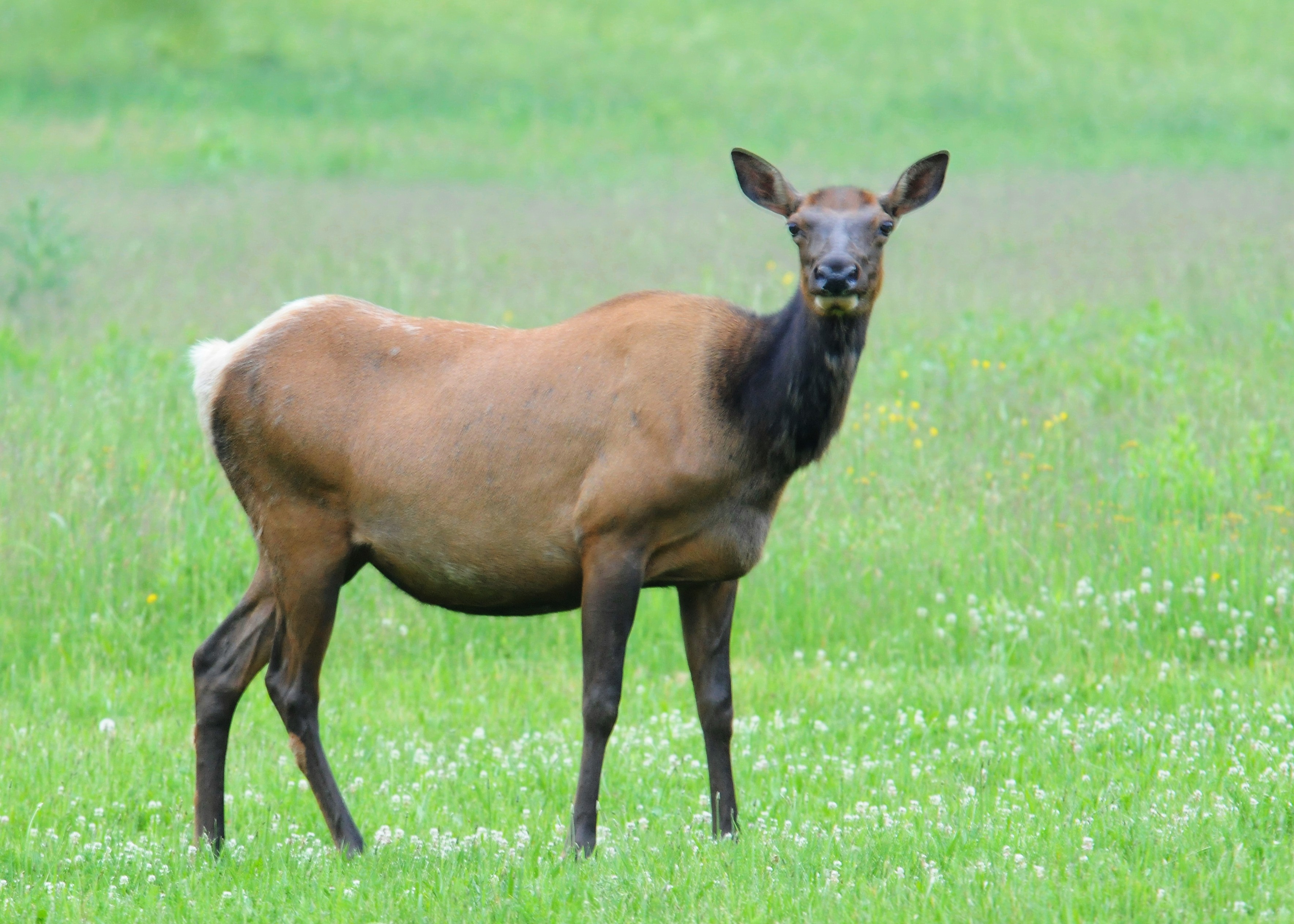 Elk | The Nature of Delaware