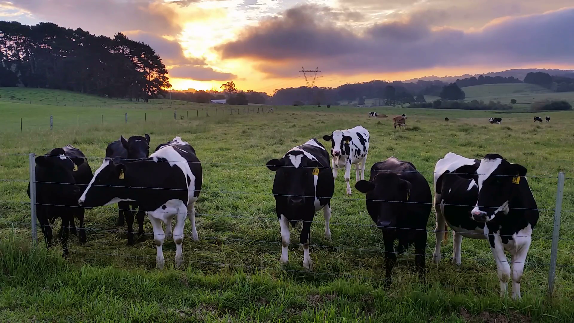Dairy cattle cow farming sunset / sunrise: These clips are of ...