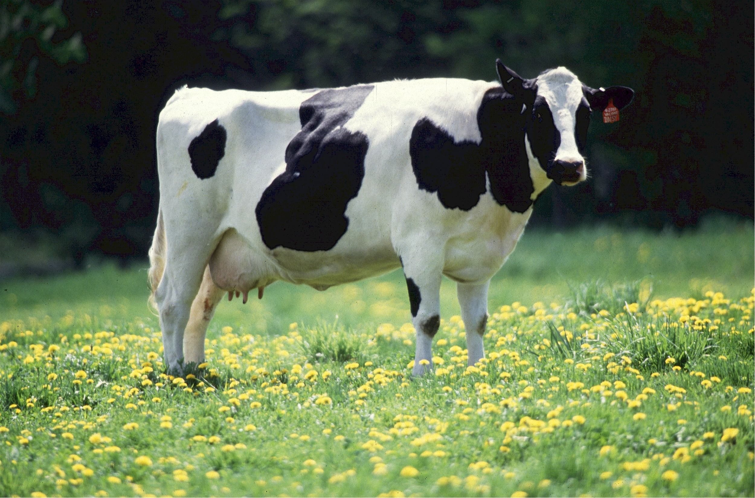 Cow feeding photo