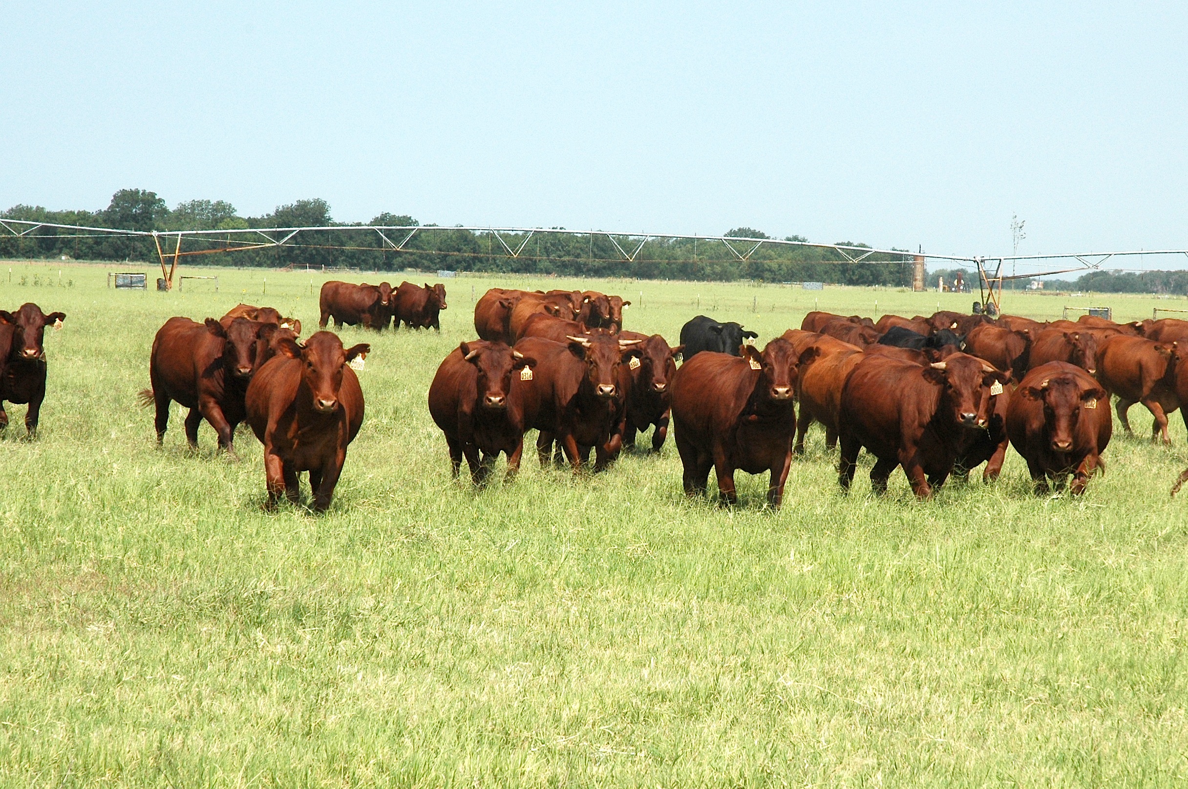 Beef program helping producers 'PEP' up their bottom line | AgriLife ...