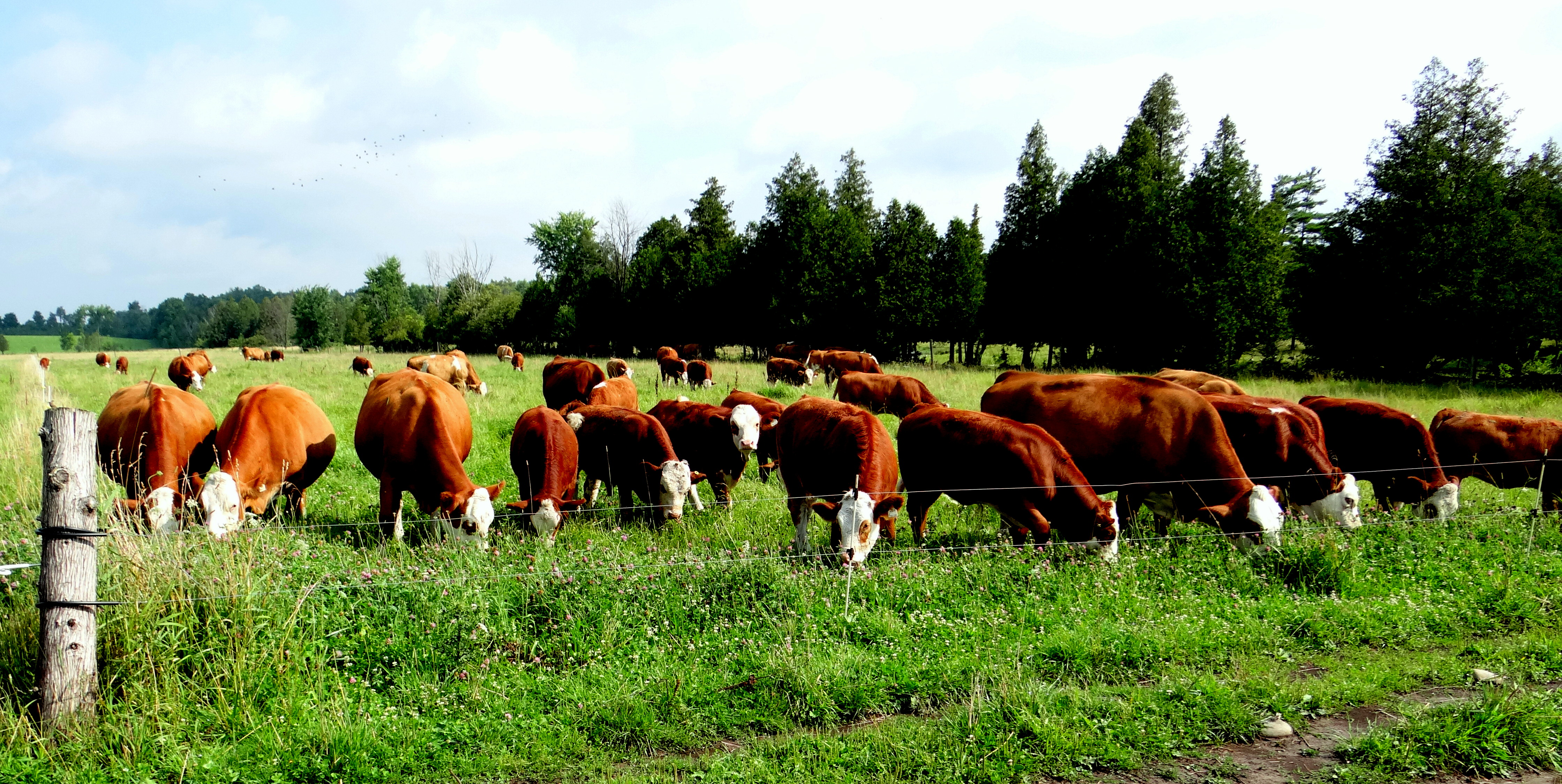 It all starts here with our cow herd | Welcome to Dora Lee Genetics