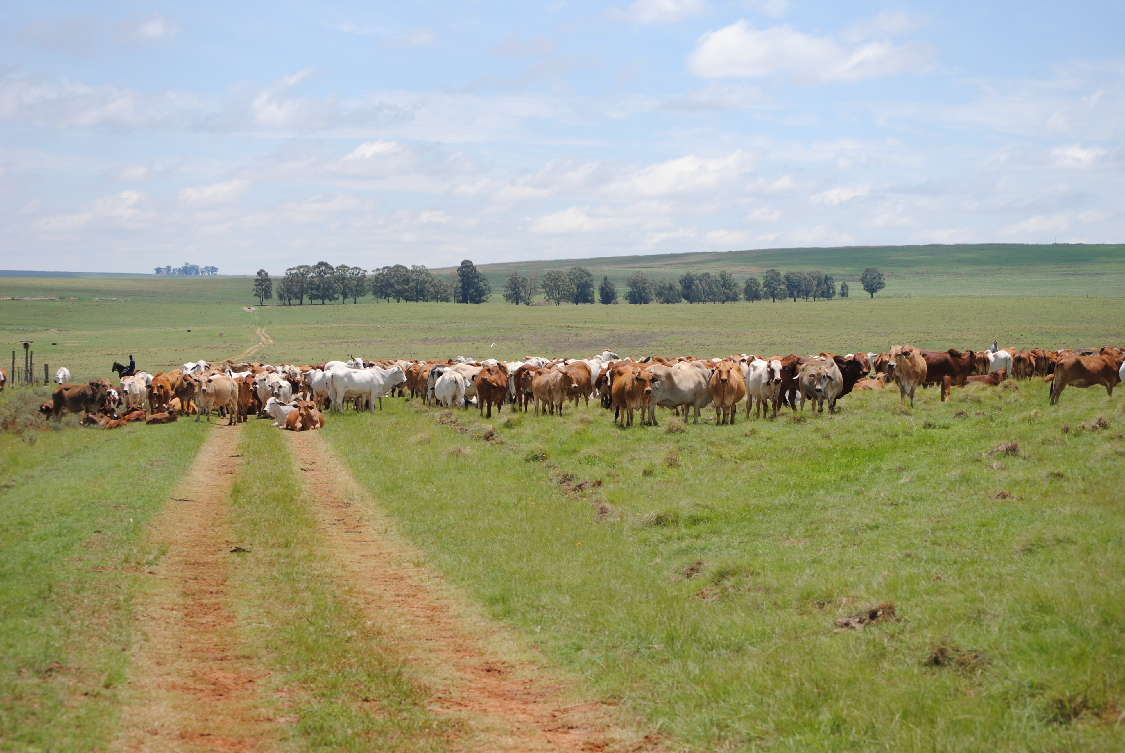 Boran cow herd in Mpumalanga Province - Animal Science