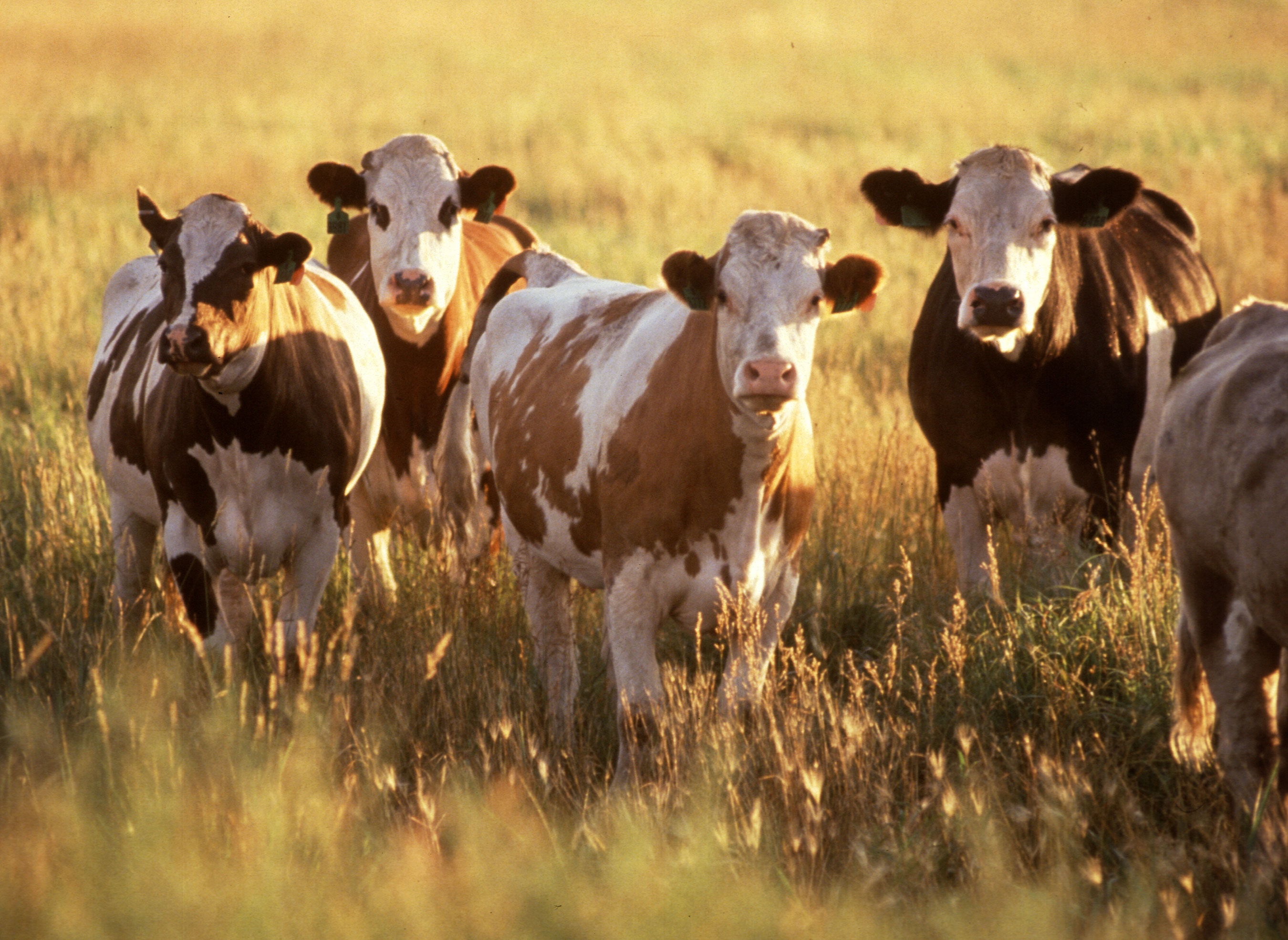 File:Cattle herd.jpg - Wikimedia Commons