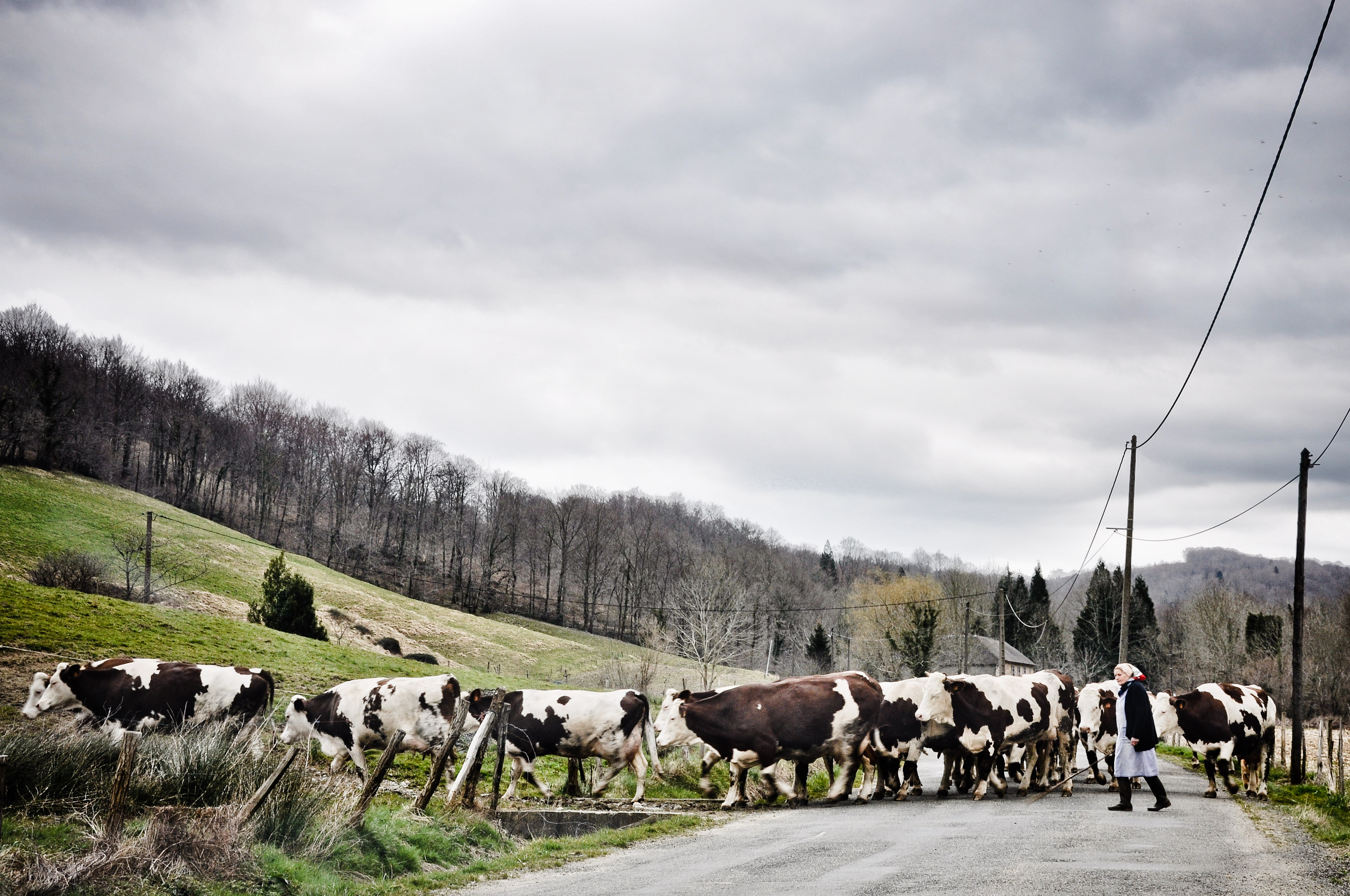 Cow herd, Agriculture, Livestock, Work, Woman, HQ Photo