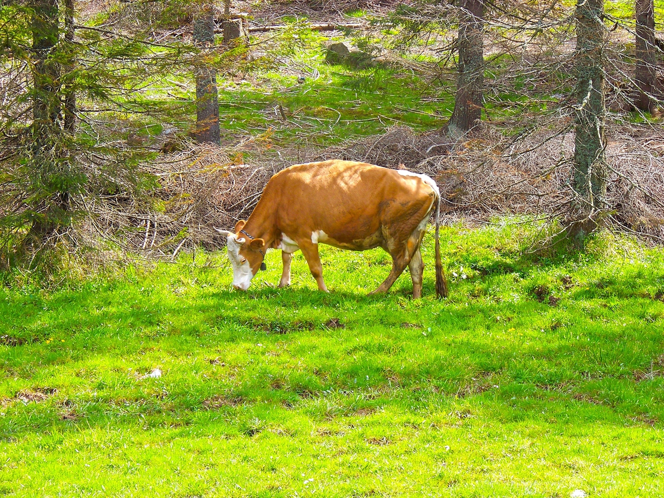 Cow in the forest photo
