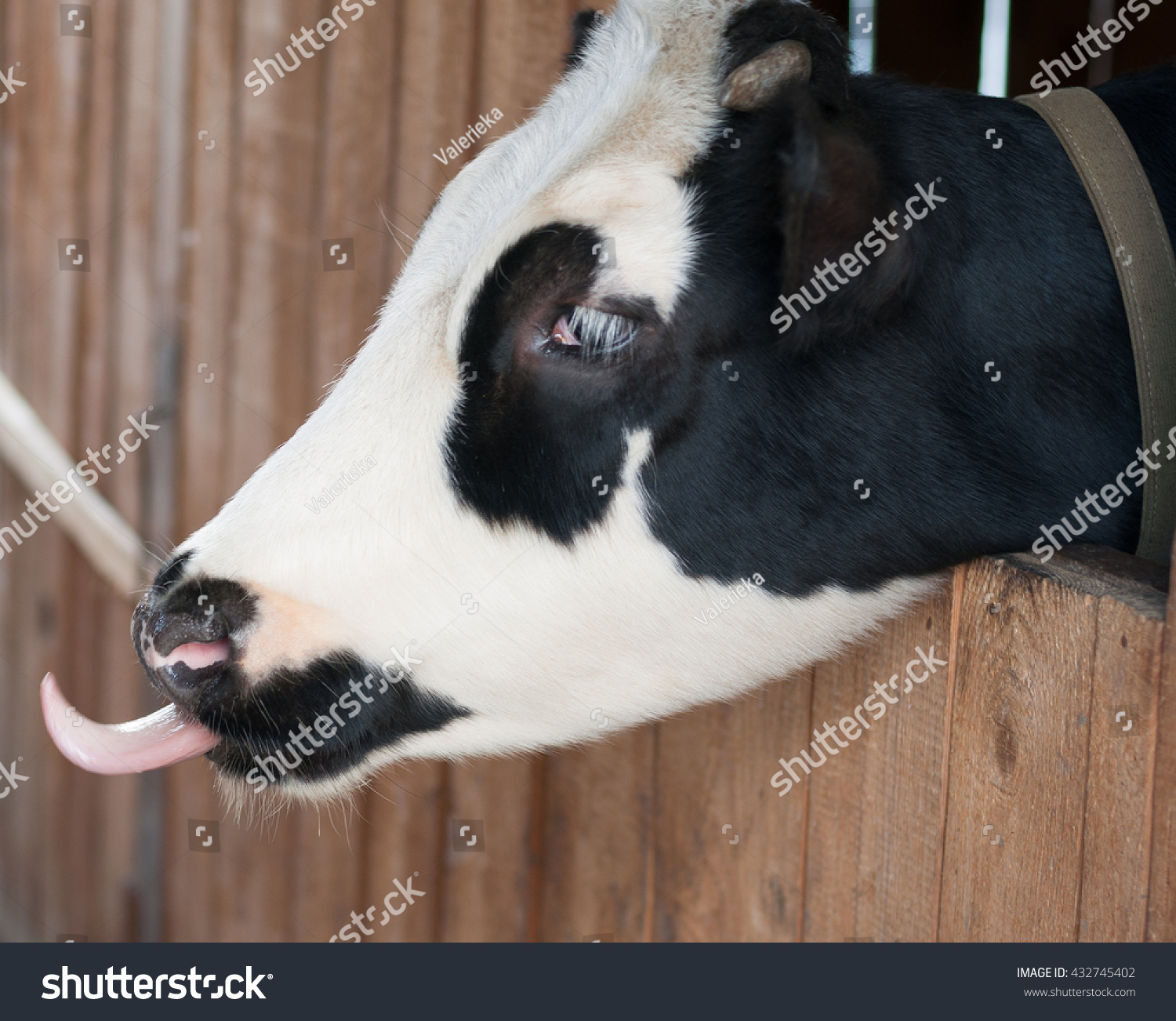 Cow Shows Tongue Stock Photo (Royalty Free) 432745402 - Shutterstock