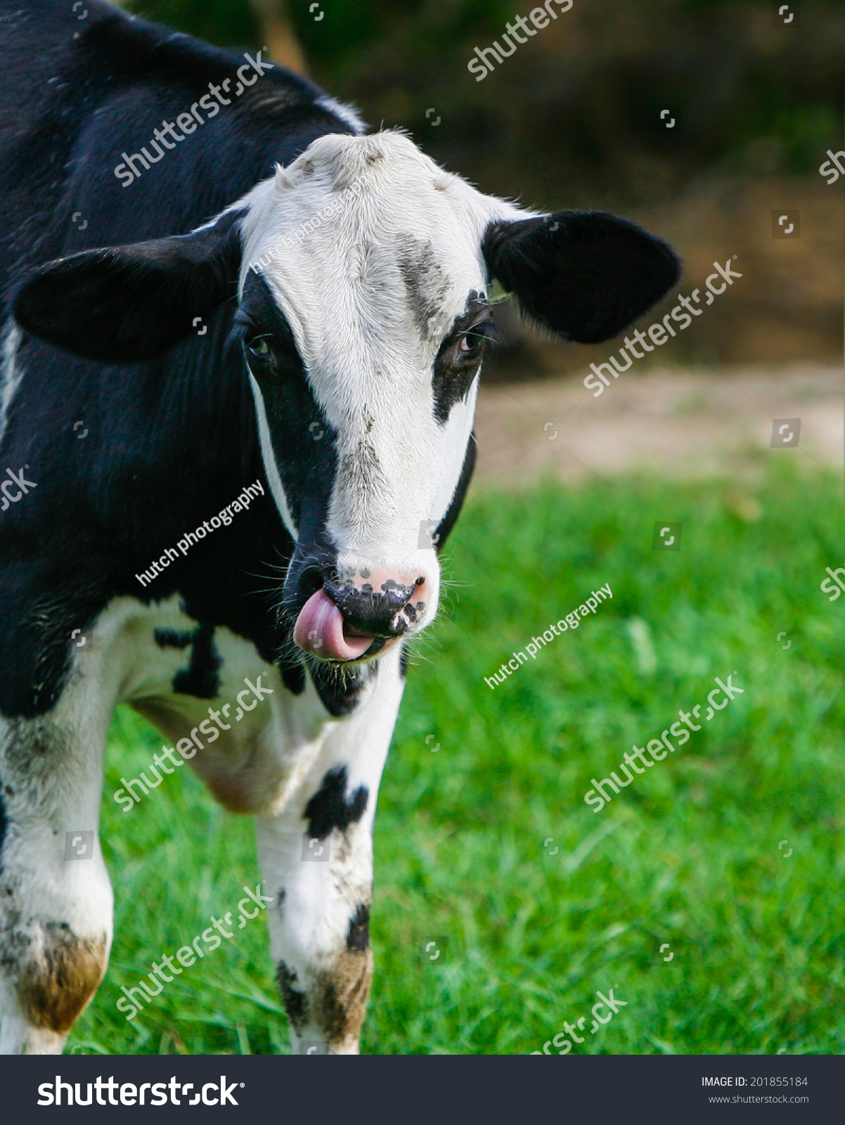 Black White Cow Sticking Out Tongue Stock Photo 201855184 - Shutterstock