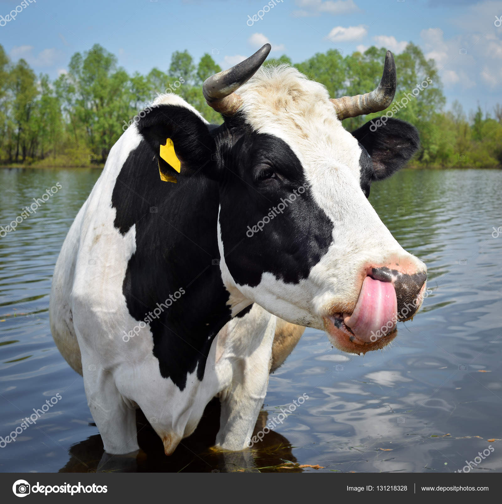 The portrait of cow on the background of blue sky, river and forest ...