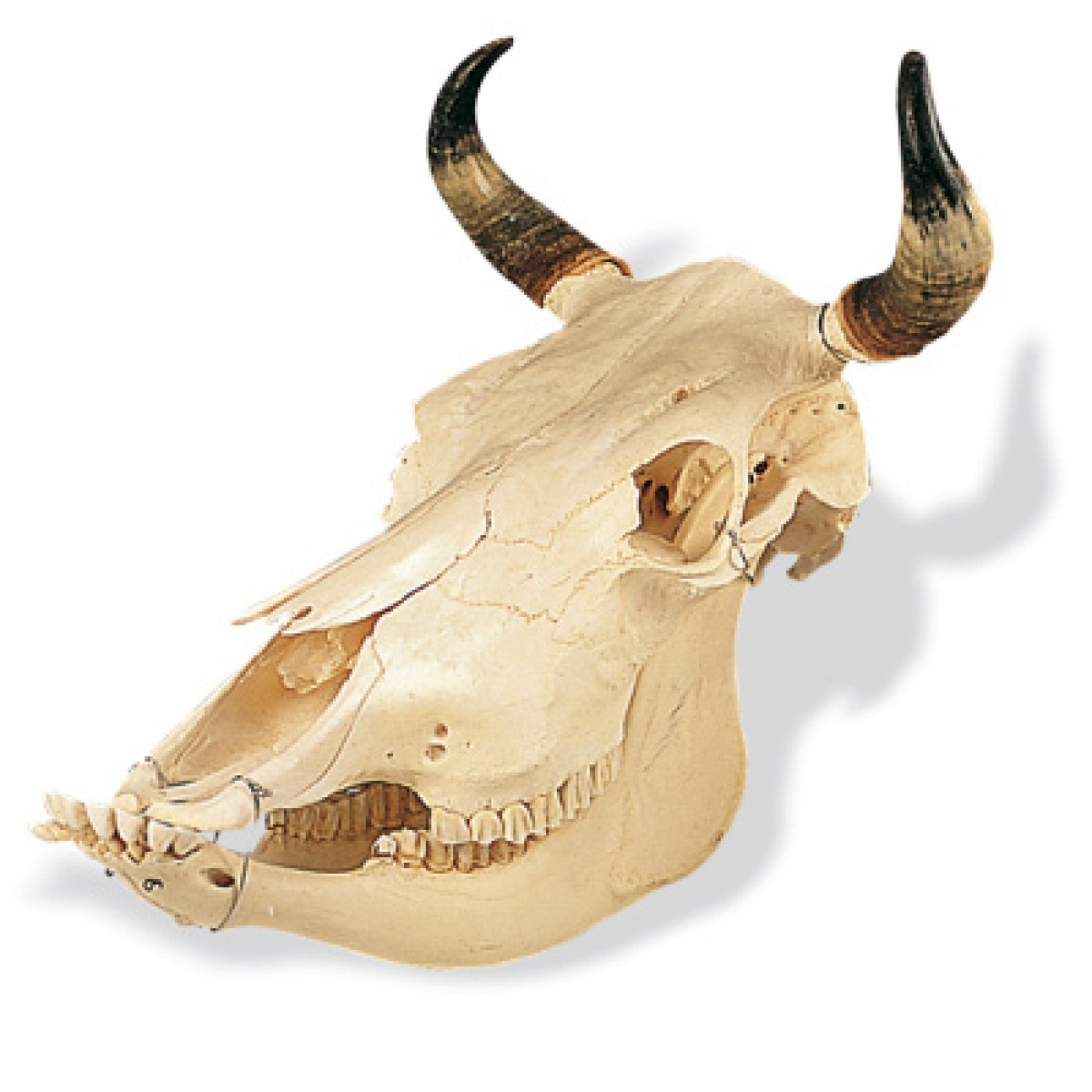 3B Scientific T30015 Cow Skull Model