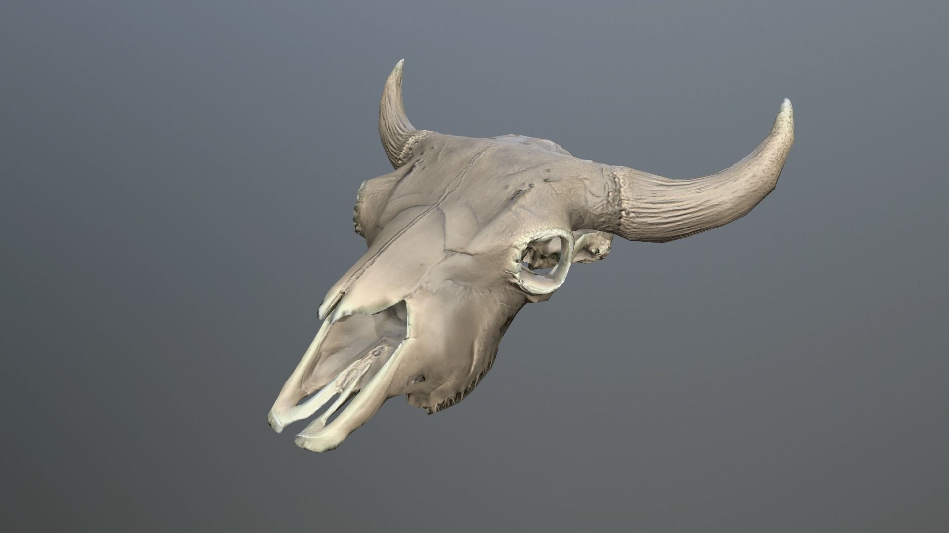 3D asset Cow Skull | CGTrader