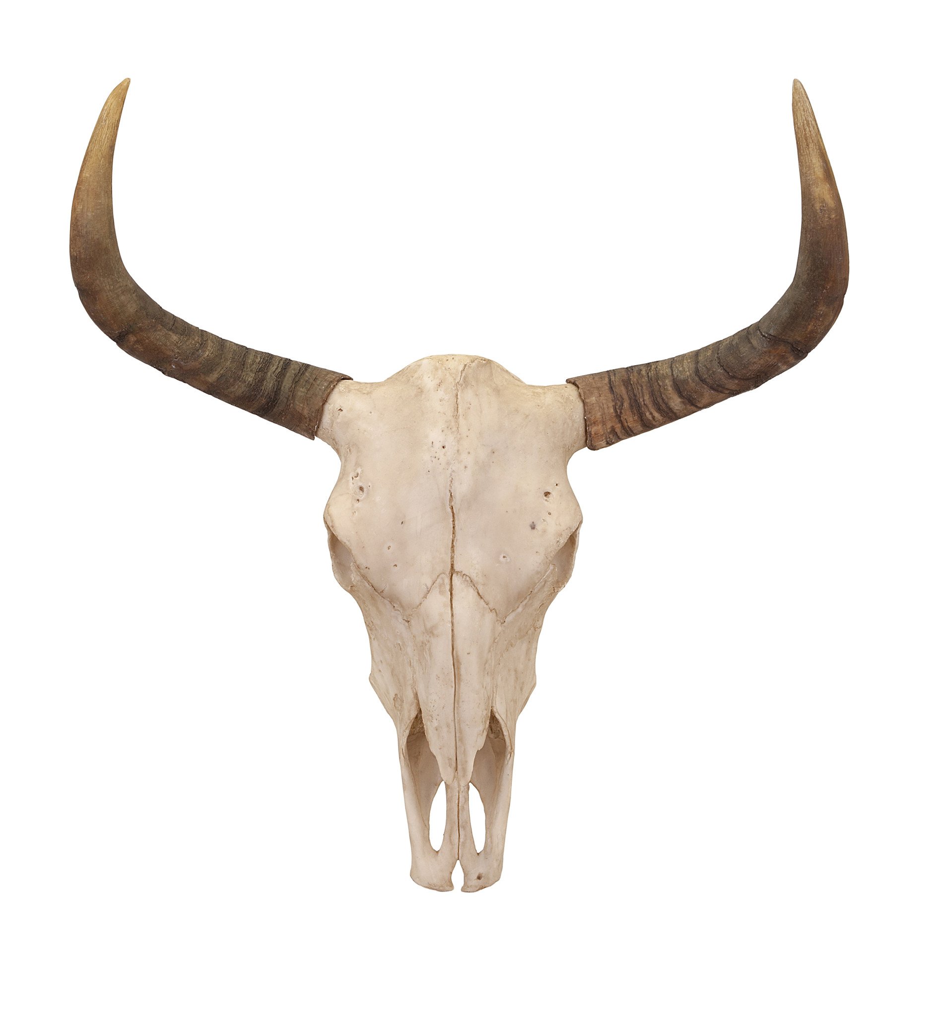 Cow Skull – Paul Michael Company