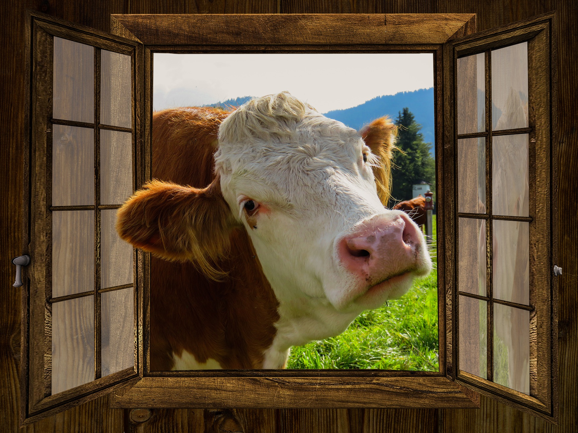 Cow through the window photo