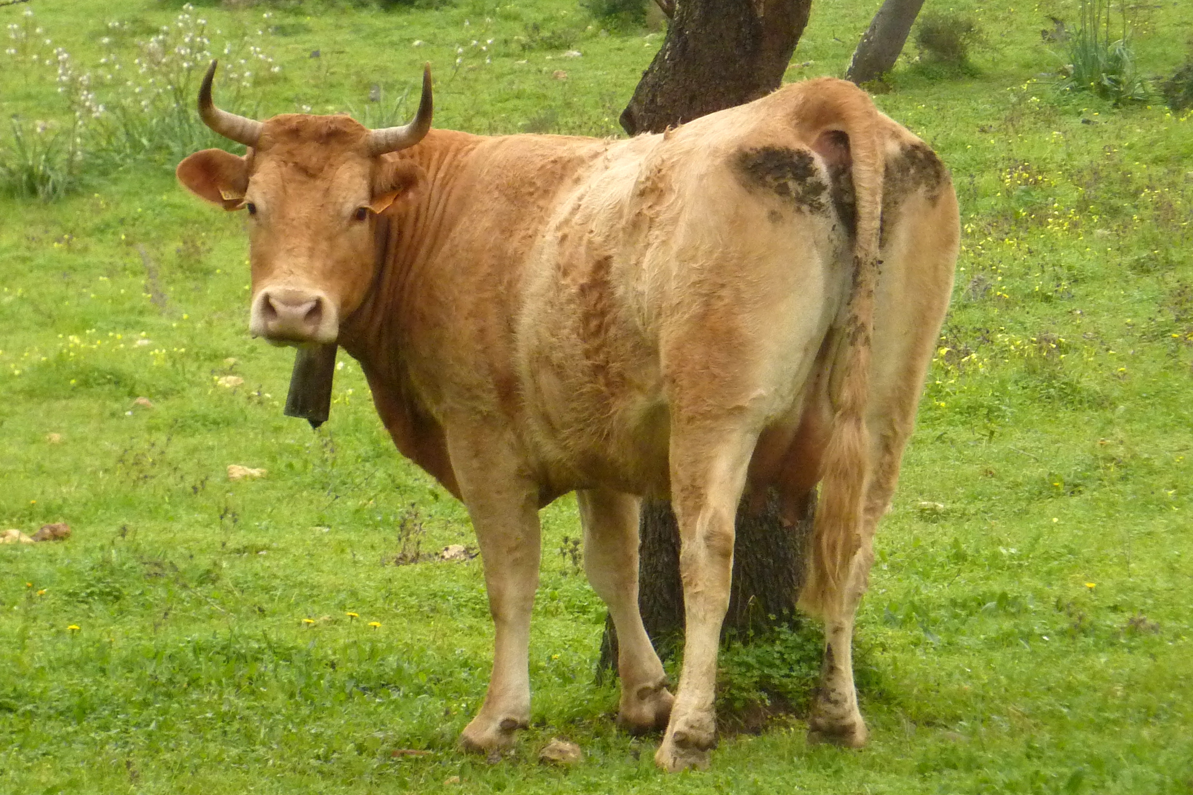 File:Portugal - Algarve - Mexilhoeira Grande - brown cow with horns ...