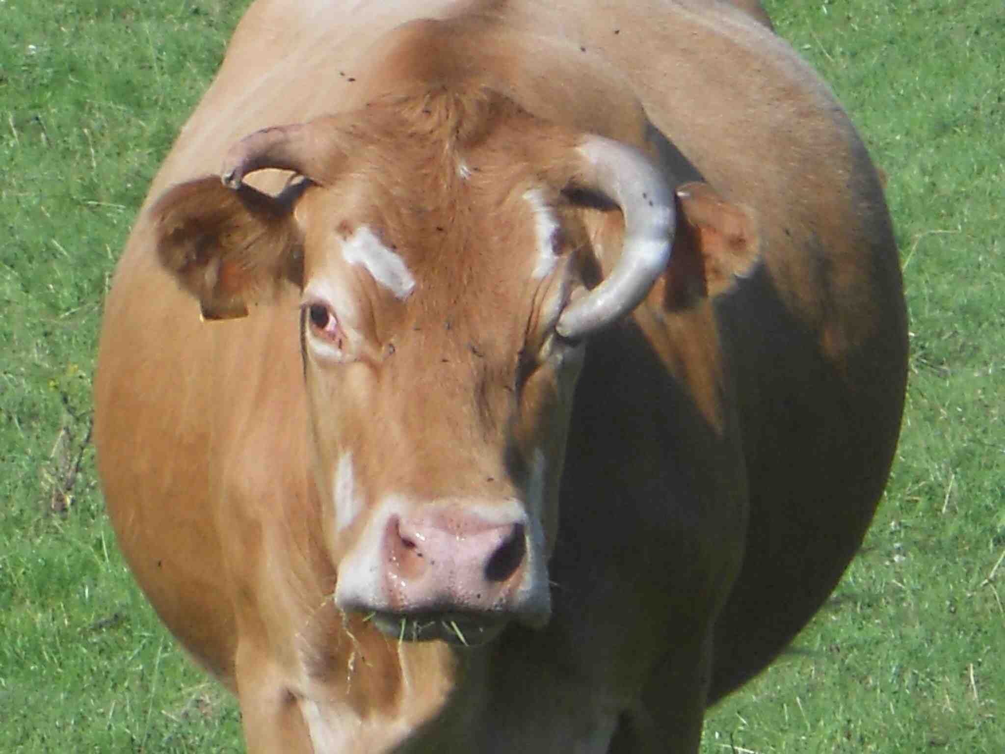 took a picture of this cow a few years back. : WTF