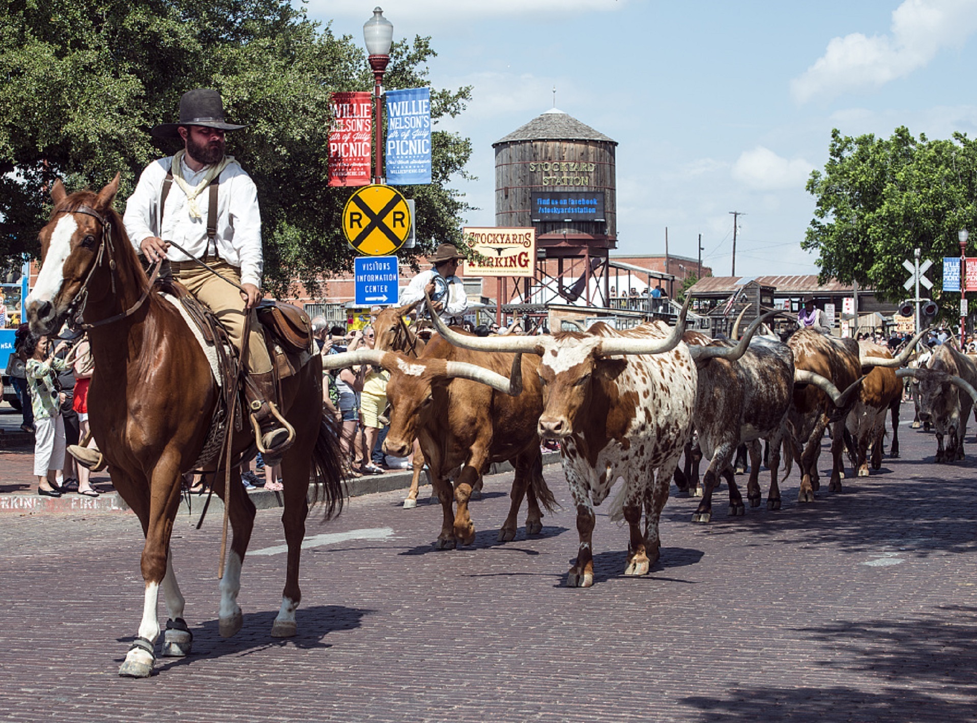 Cowboy leading bulls photo