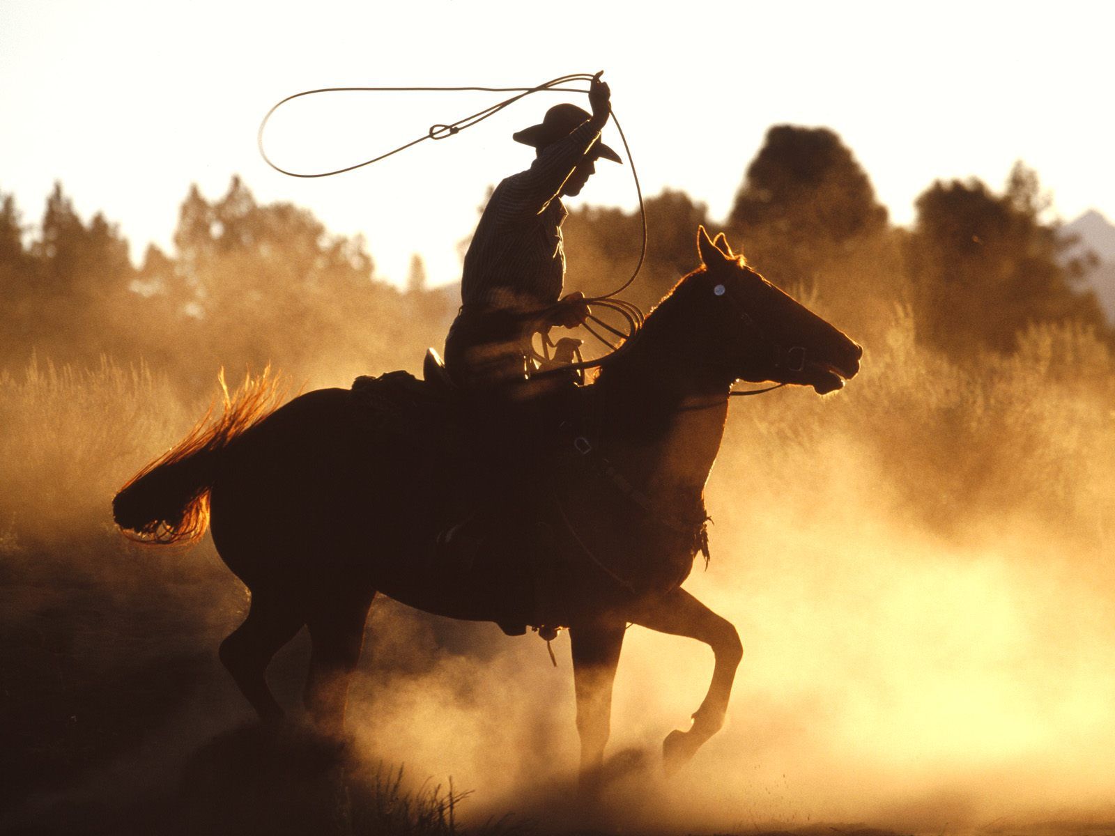 The Cowboy's Trick | Cowboys, Westerns and Horse
