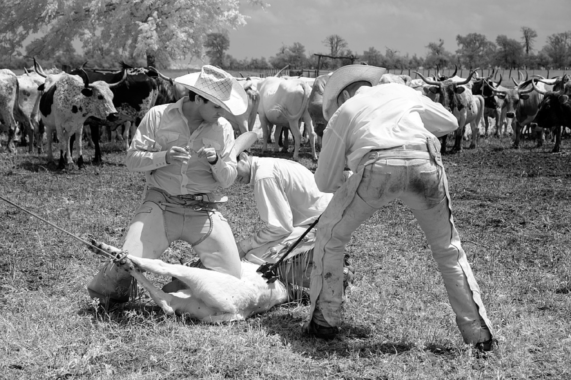 Cowboys in the farm photo