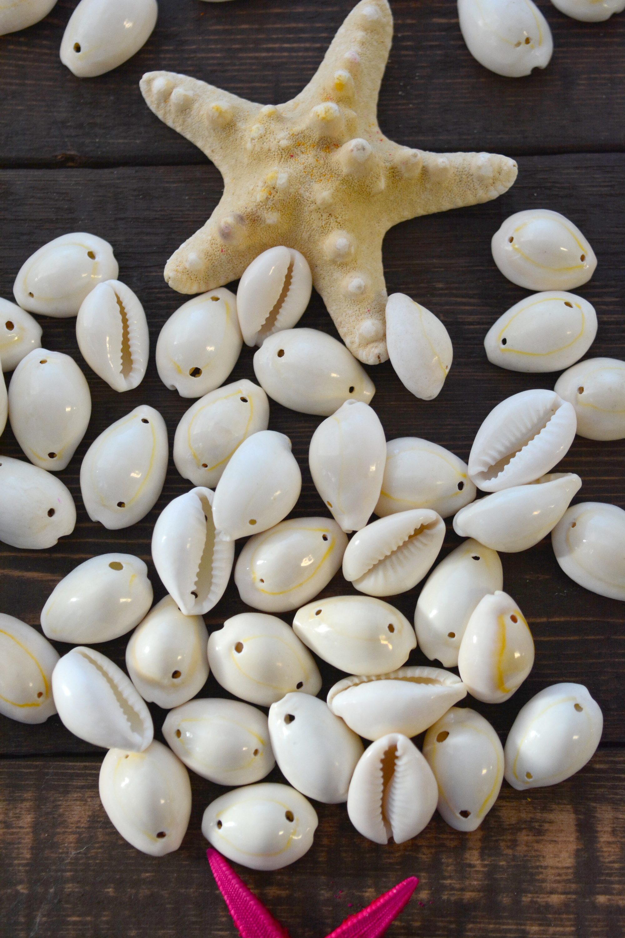 Cowrie shell photos found on the web.