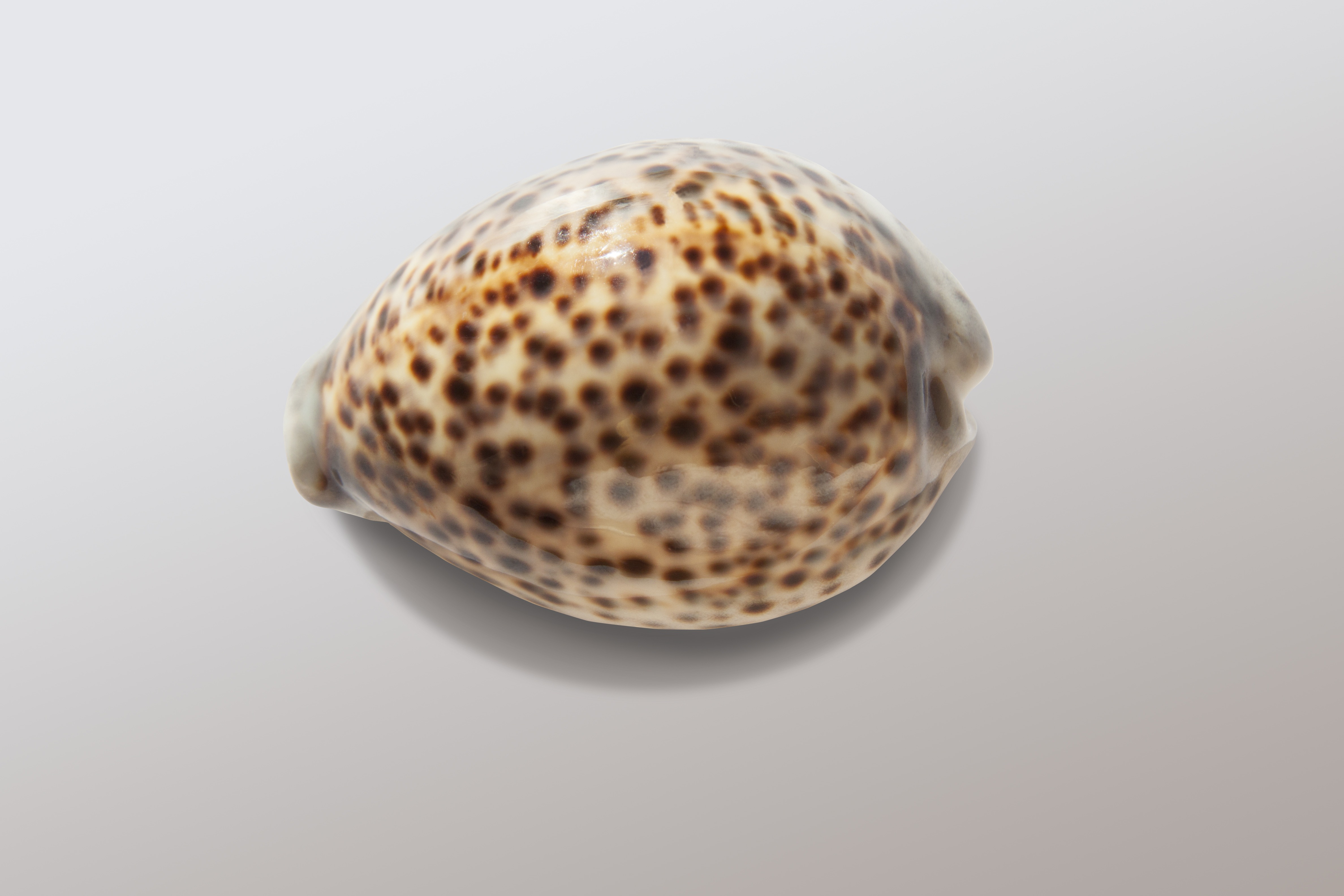Cowrie shell photo