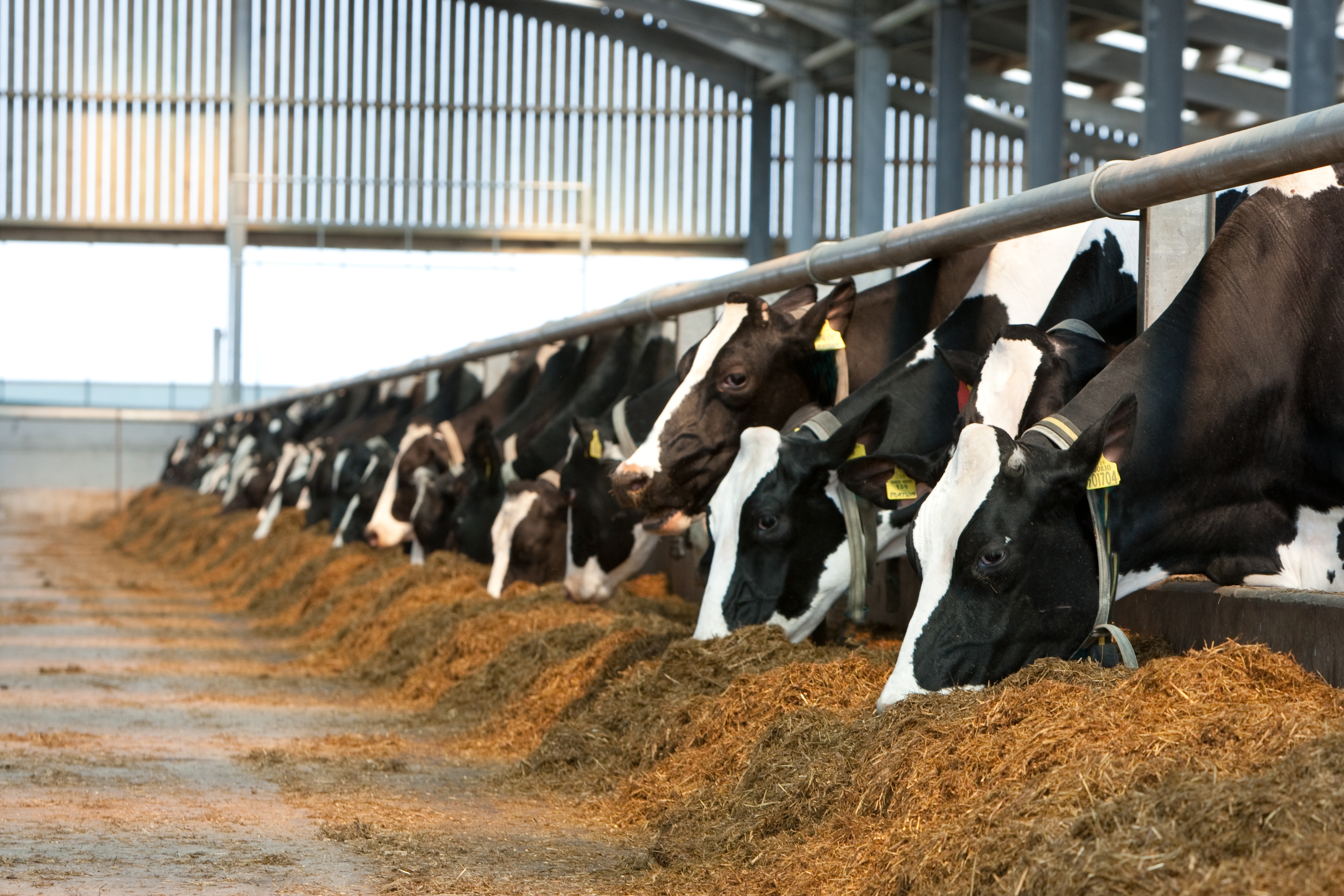 Why Farmers Should Include Silage in Cow Feed - IndianCattle