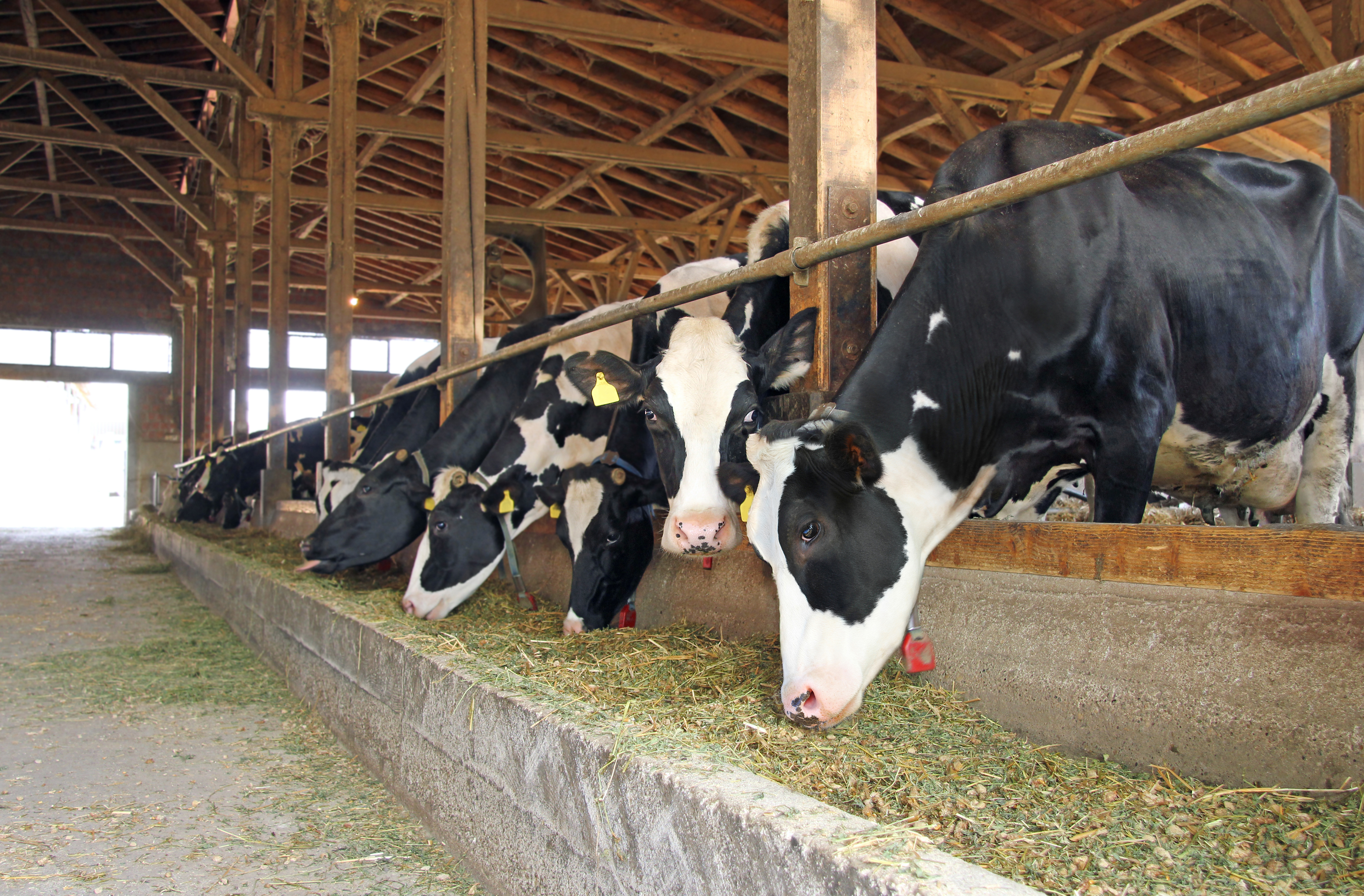 Company patents technology to feed cattle from waste